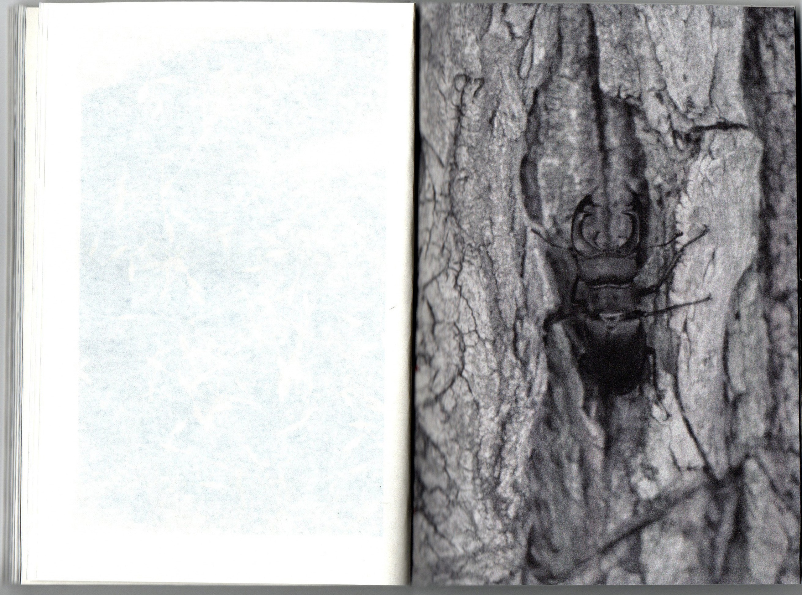 Любители ягодных пирогов. Фотограф Анна Кирнос