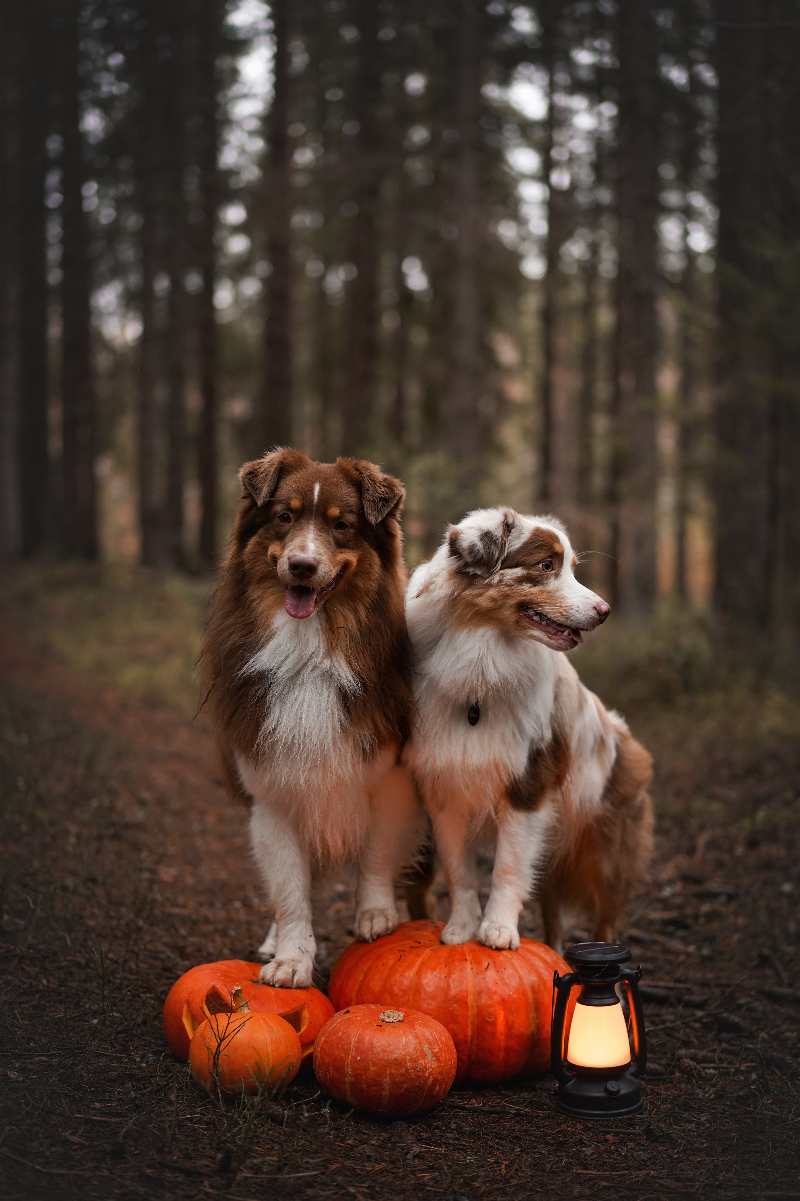Аусси Хэллоуин 24. Фотограф-анималист в Санкт-Петербурге Яна Мартынова