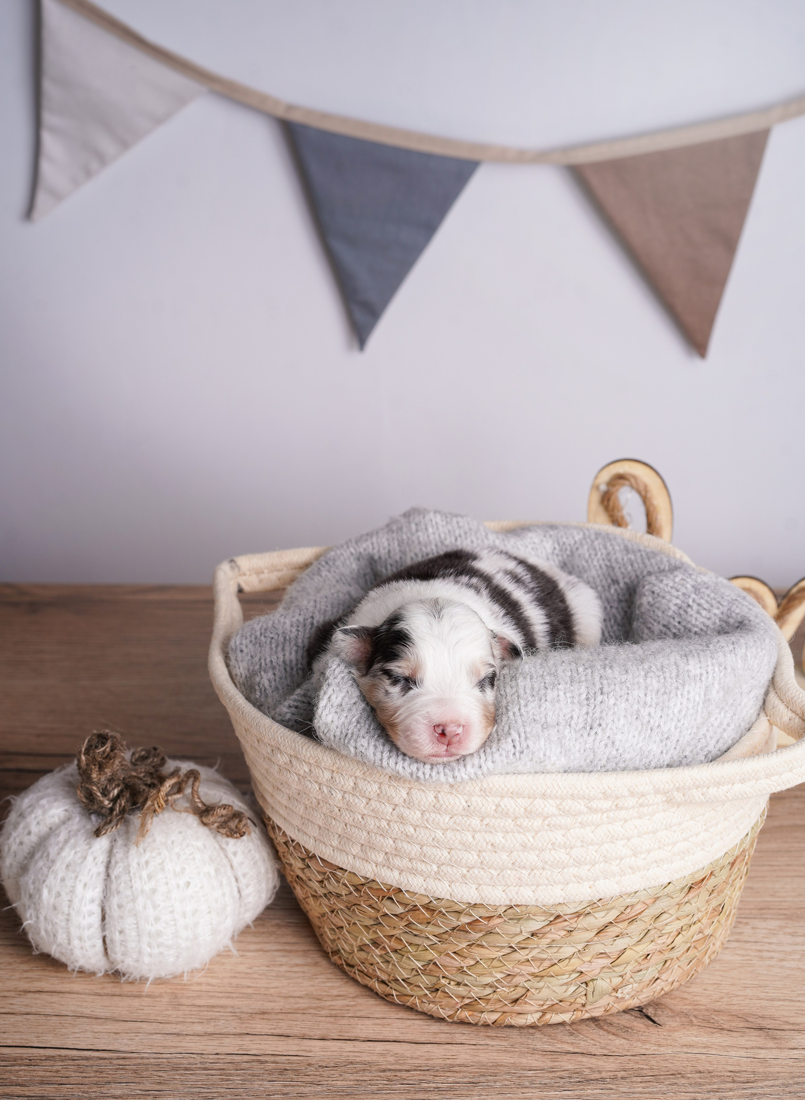 Щенки аусси. Фотограф-анималист в Санкт-Петербурге Яна Мартынова