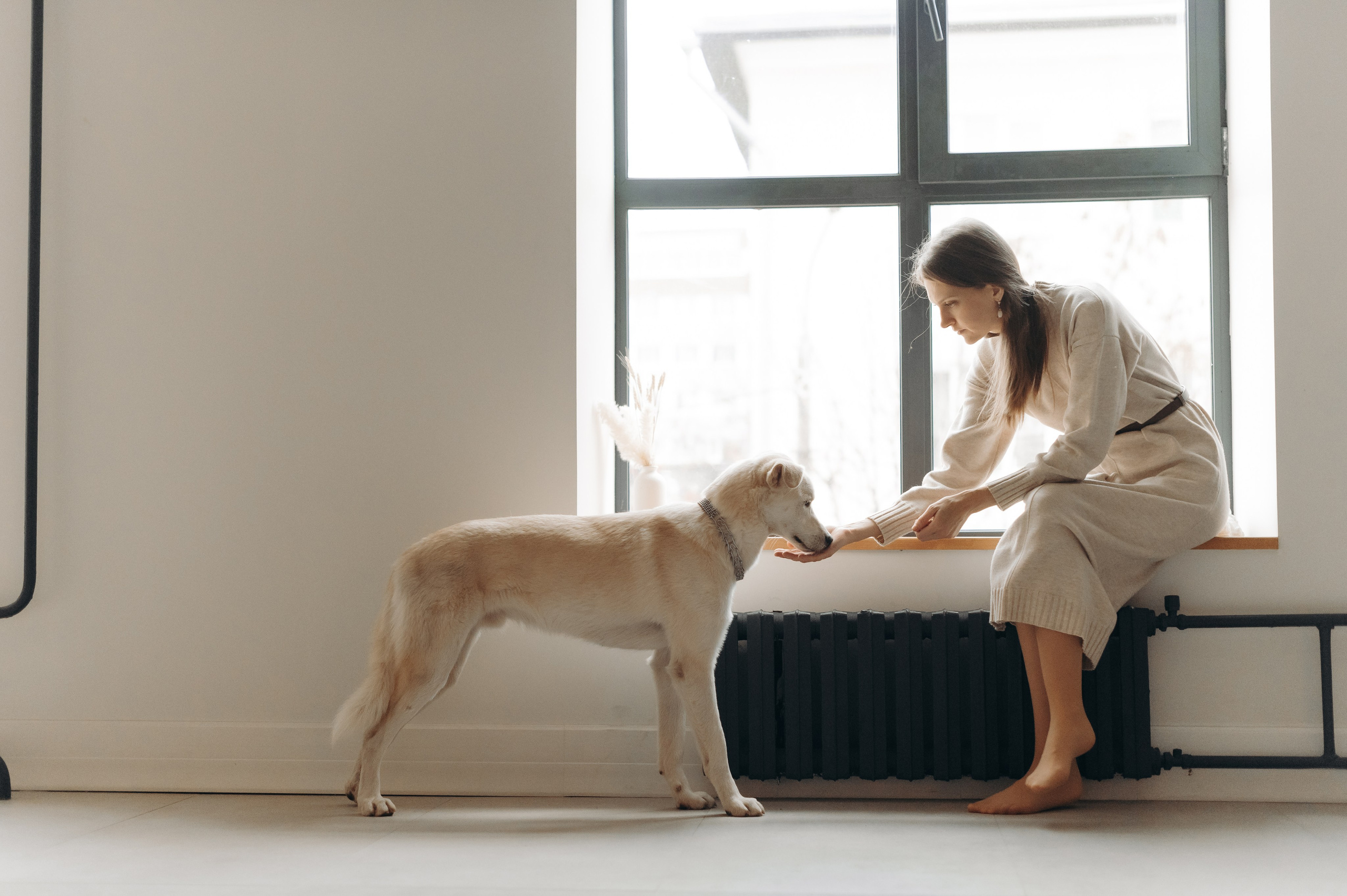 Анималистика. Главная