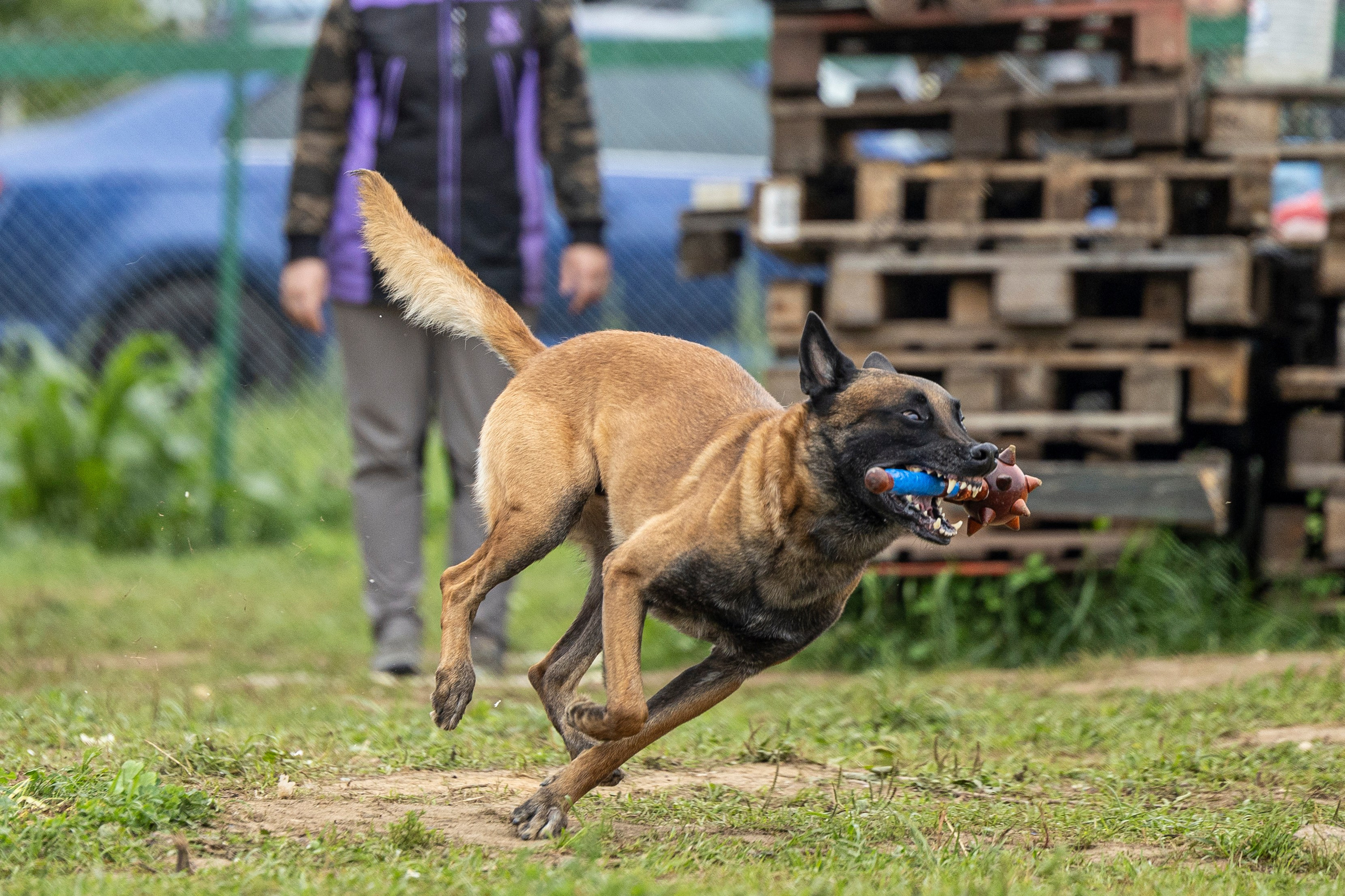 Соревнования по Мондьорингу г. Вологда 10-11.08.2024. Фотограф-анималист Анна Маринич