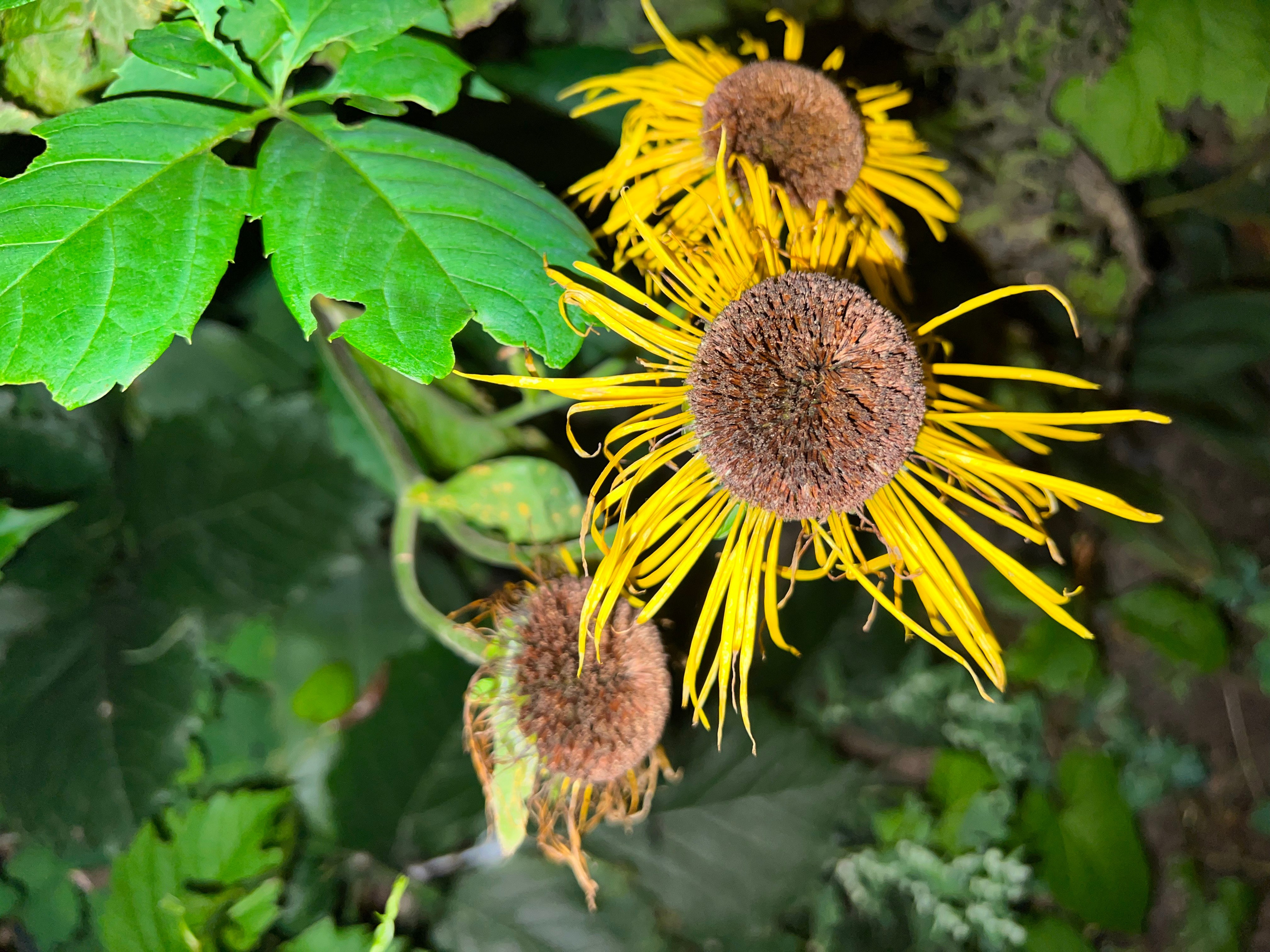 Цветы ночи. Анна Хвалина