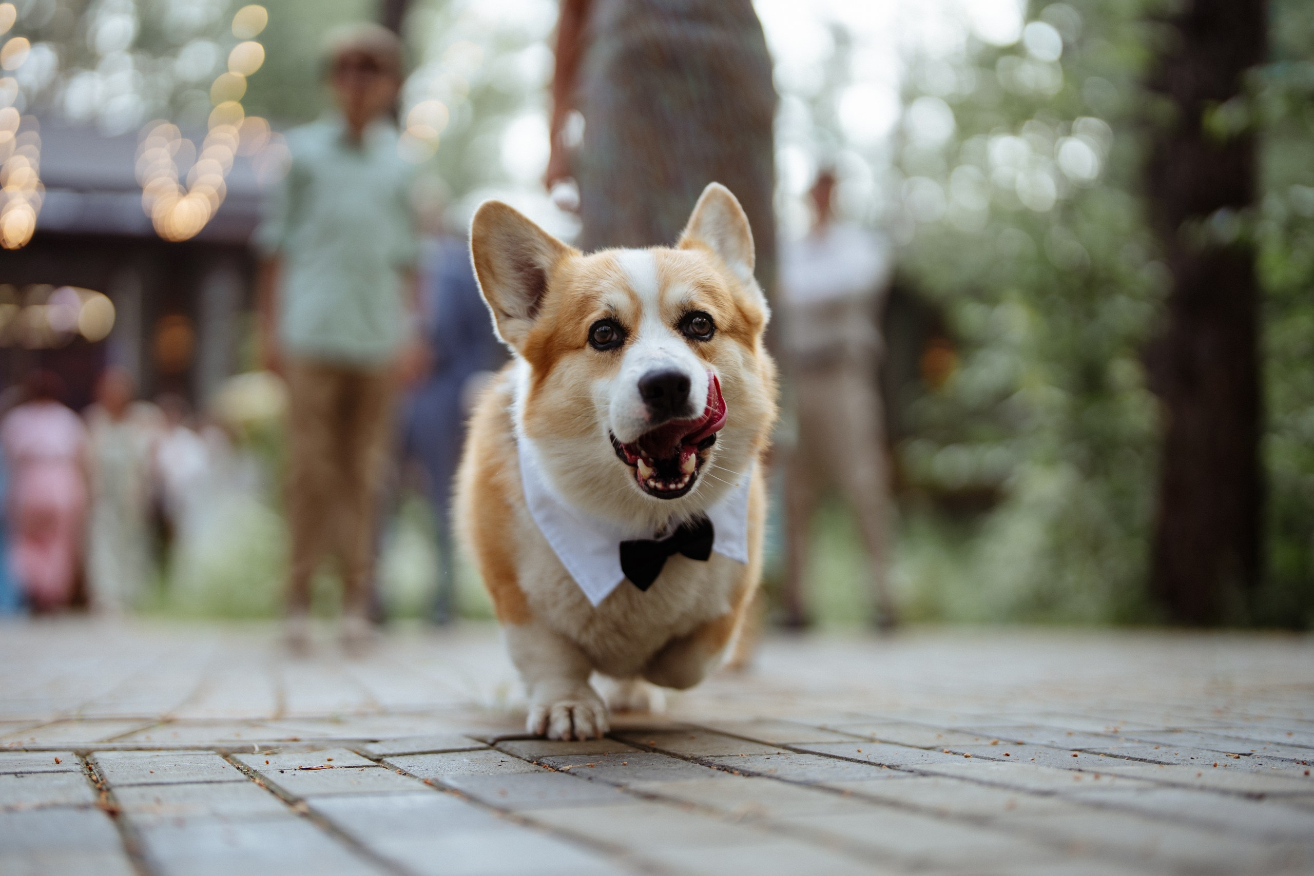 Свадебные фотографии. Вова Вершинин - видеограф в Нижнем Новгороде, Москве и всей России