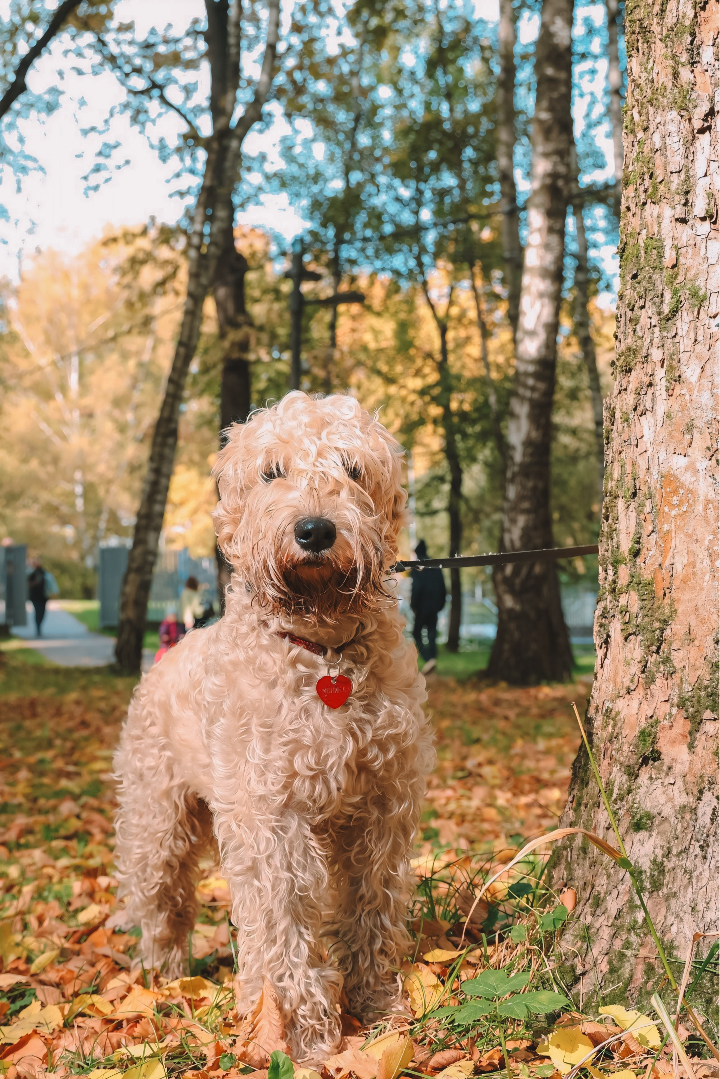 Четыре лапы и мокрый нос. Портретный и семейный фотограф в Москве Мария Иванова