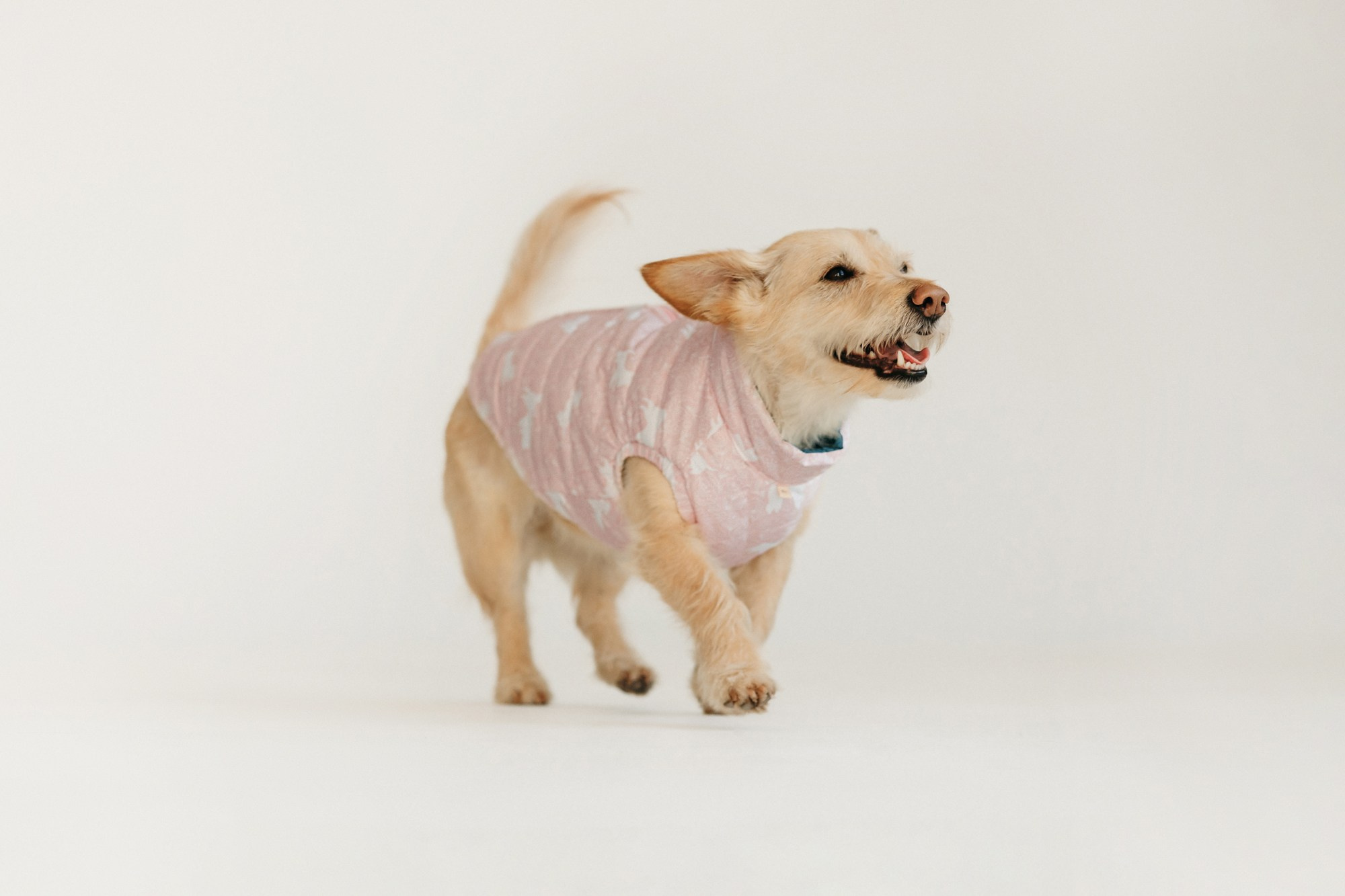 Одежда Lapa`s brand. Фотограф-анималист Елена Радченко, Москва