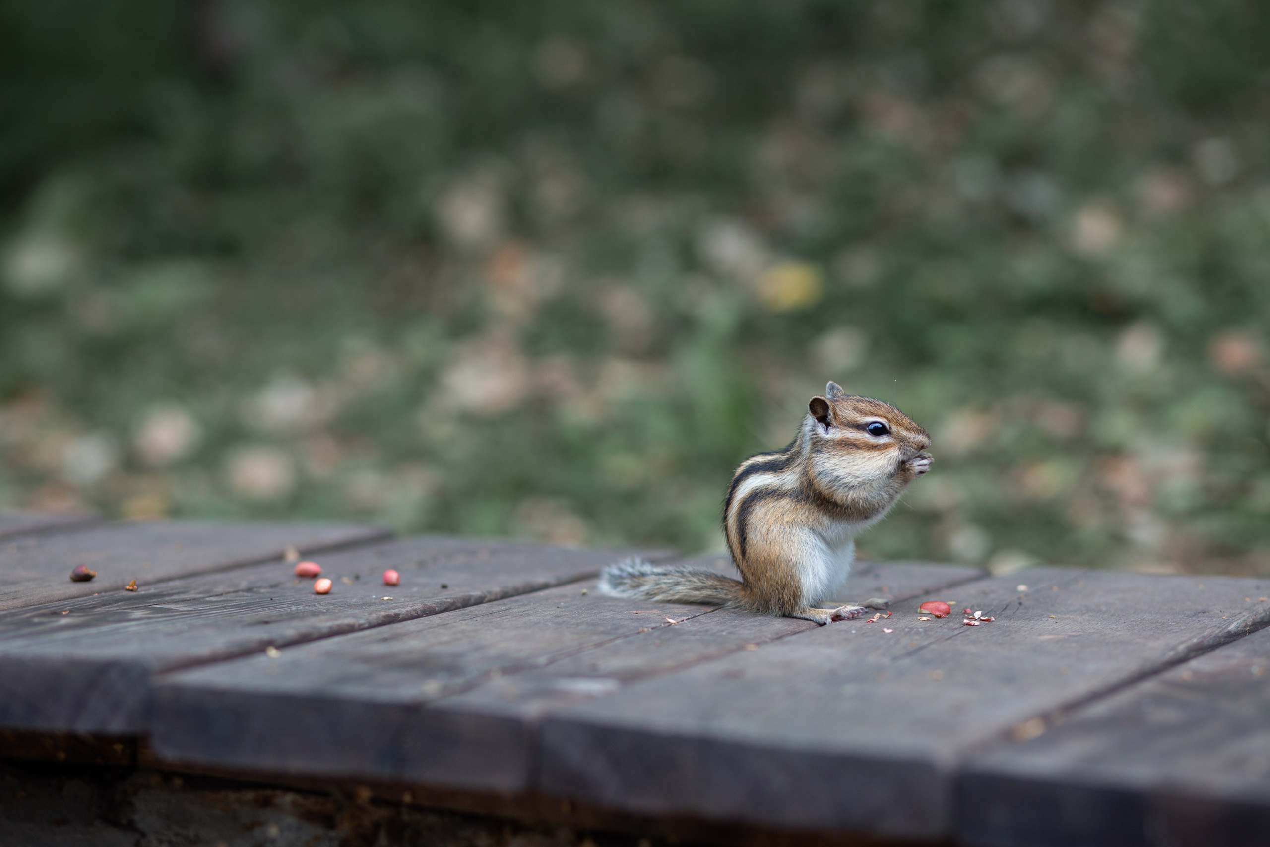 Этно-фестиваль в Кольцово. Фотограф в Новосибирске Краснова Евгения