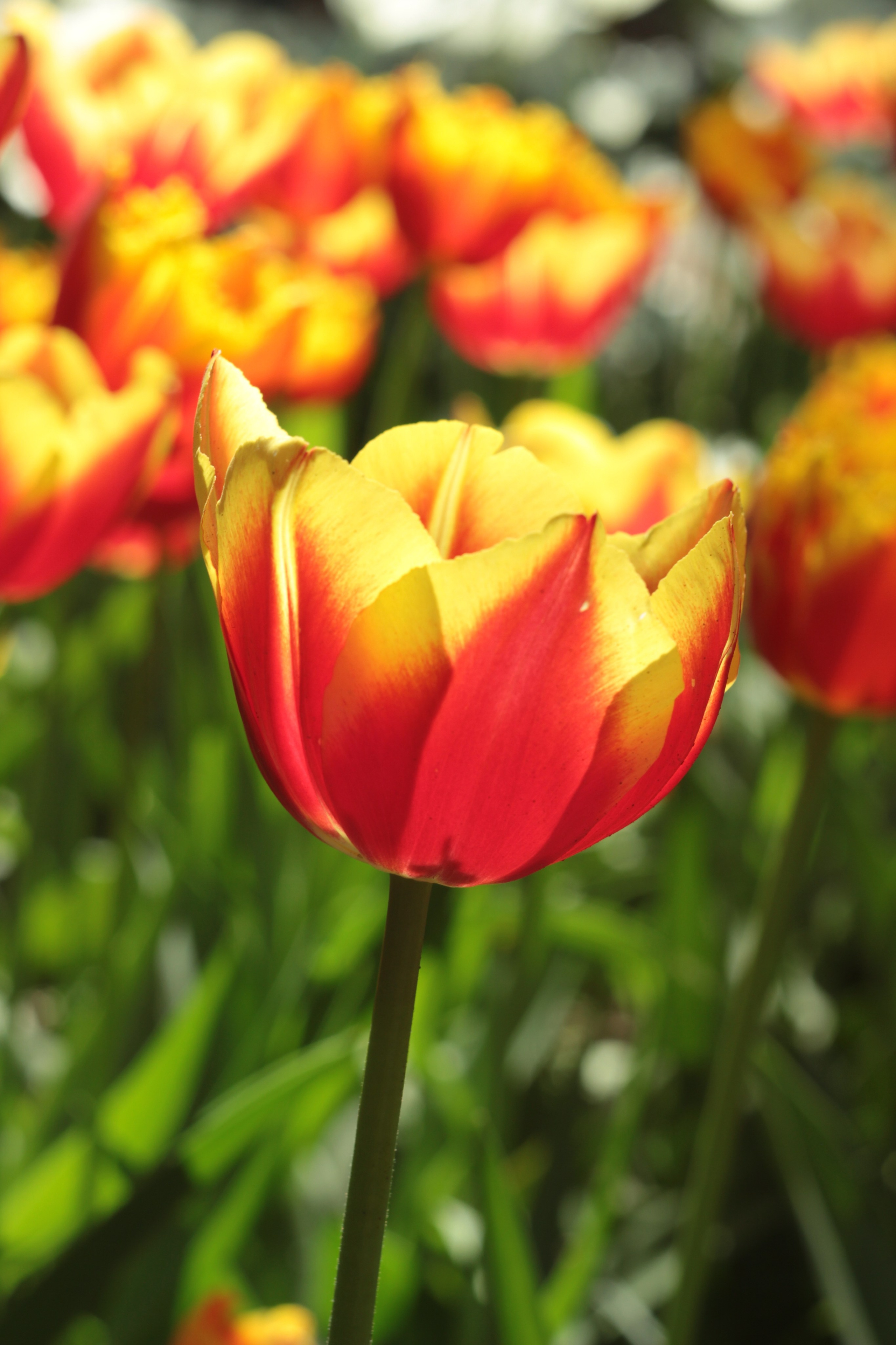 Вне студии. Фотограф Светлана Заплатина