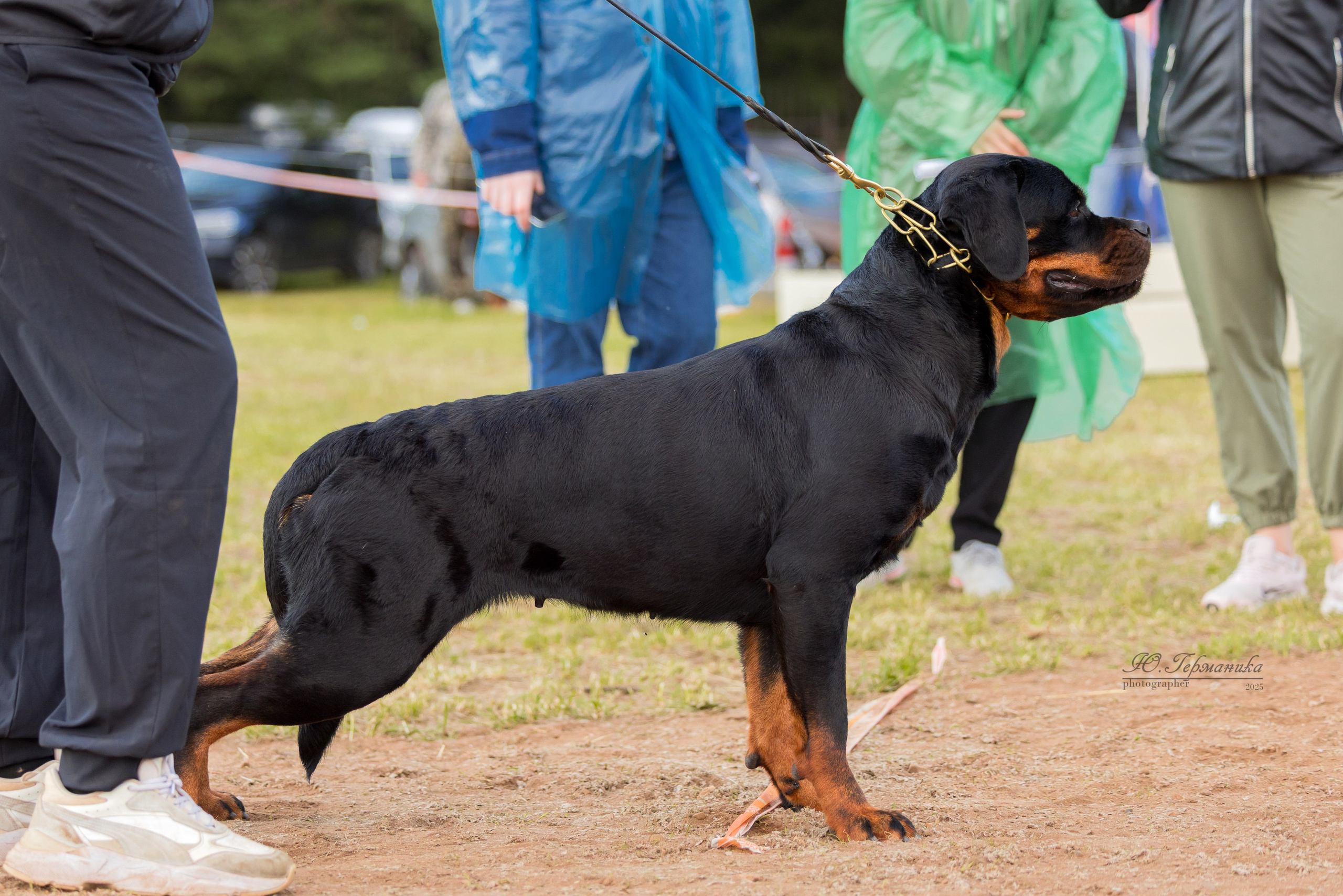 Тверь ротвейлеры 5-6.07.2025. Фотограф-анималист Юлия Германика