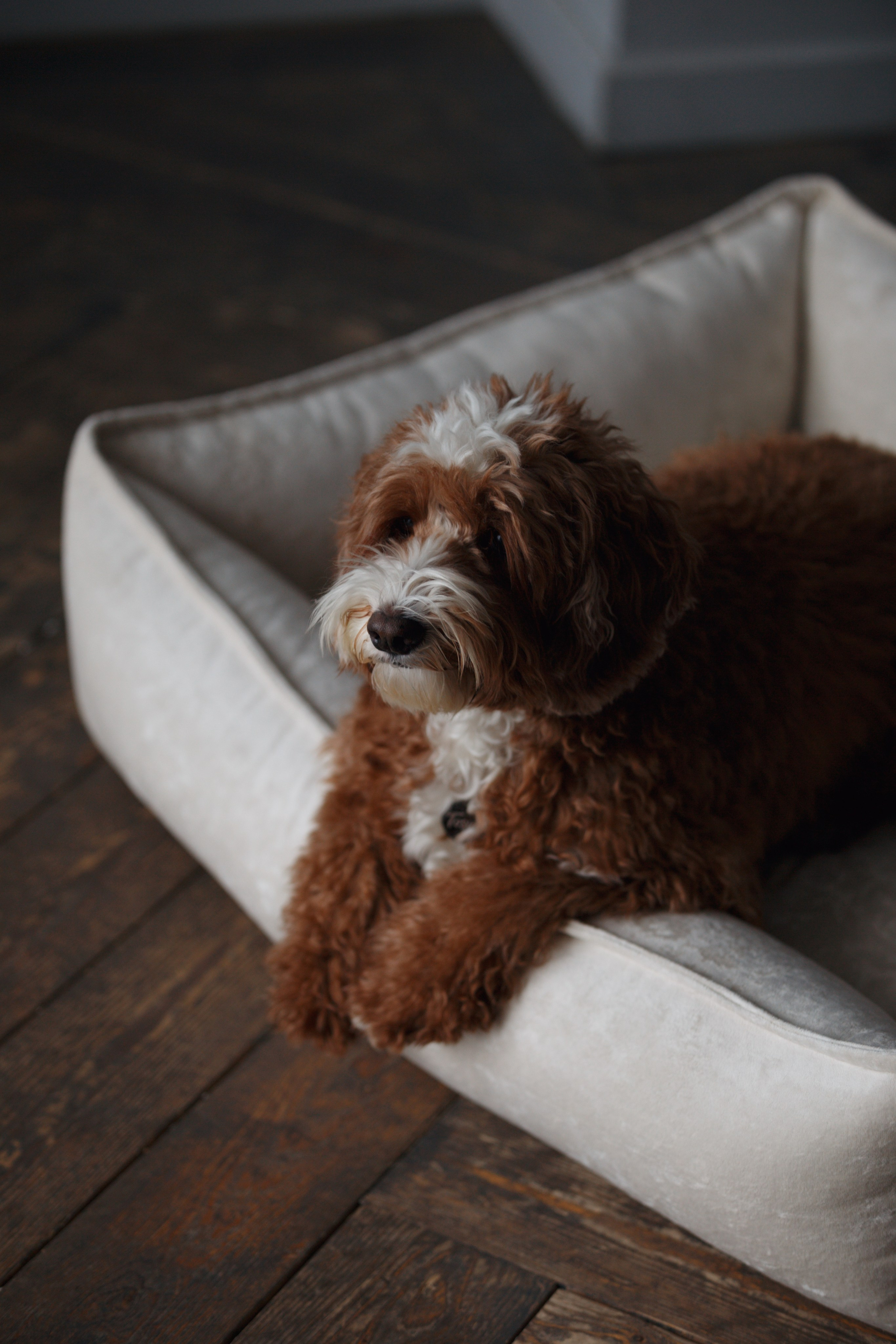 Bmbh лежанки и адресники. Фотограф анималист Кристина Карпова, Москва