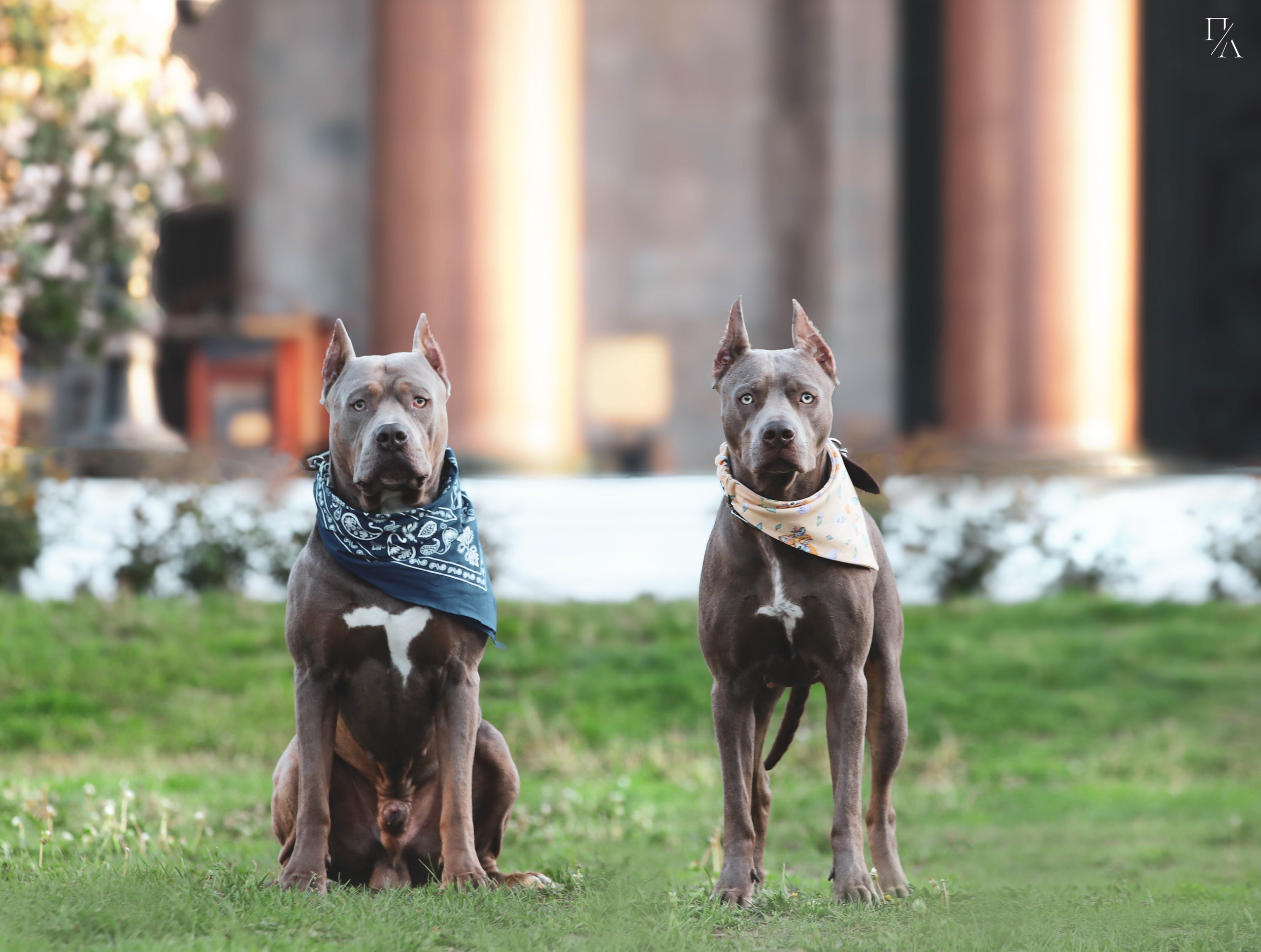 Рассветные фотосъёмки. Фотограф-анималист Павлова Любовь