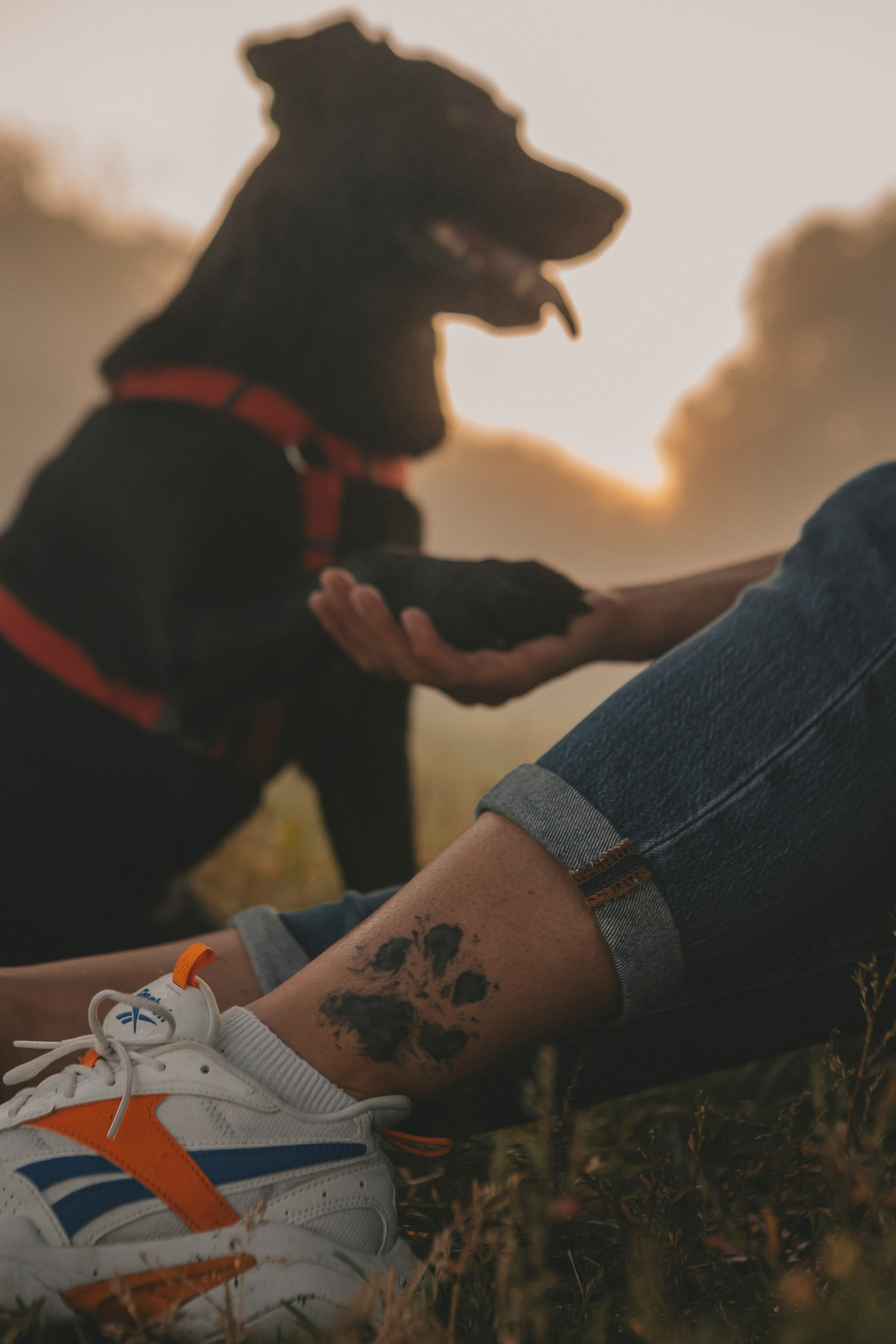 Саша и Дана. Фотограф-анималист в Санкт-Петербурге Алина Яхонт