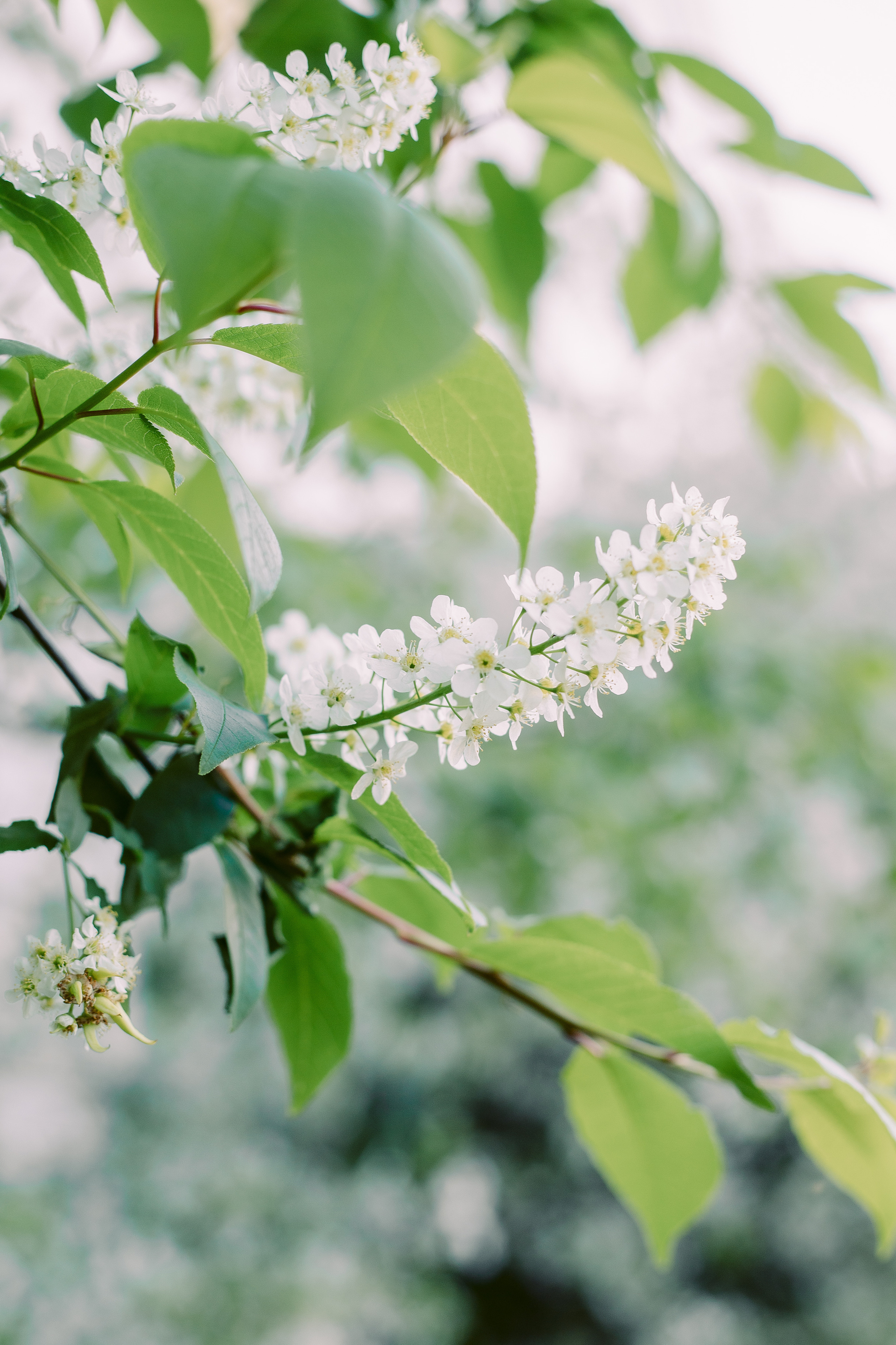 Фотосессия в цветущих сливах и черемухе. Фотограф в Санкт-Петербурге, Анна Скворцова