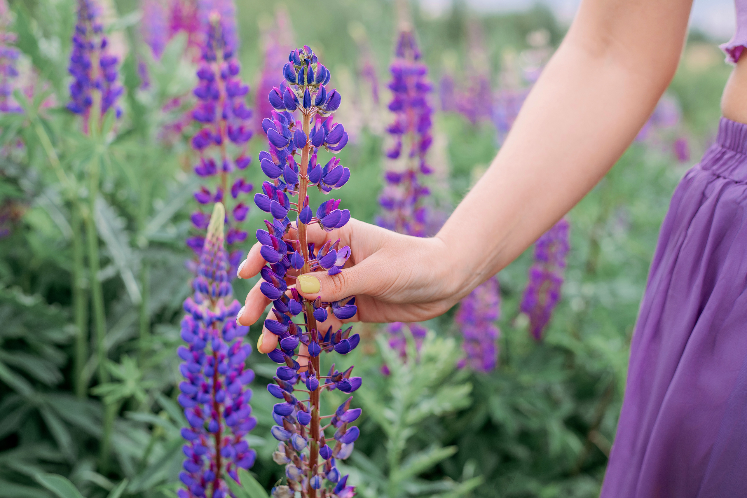 Образ на съемку с люпинами и сиренью. Фотограф в Санкт-Петербурге, Анна Скворцова