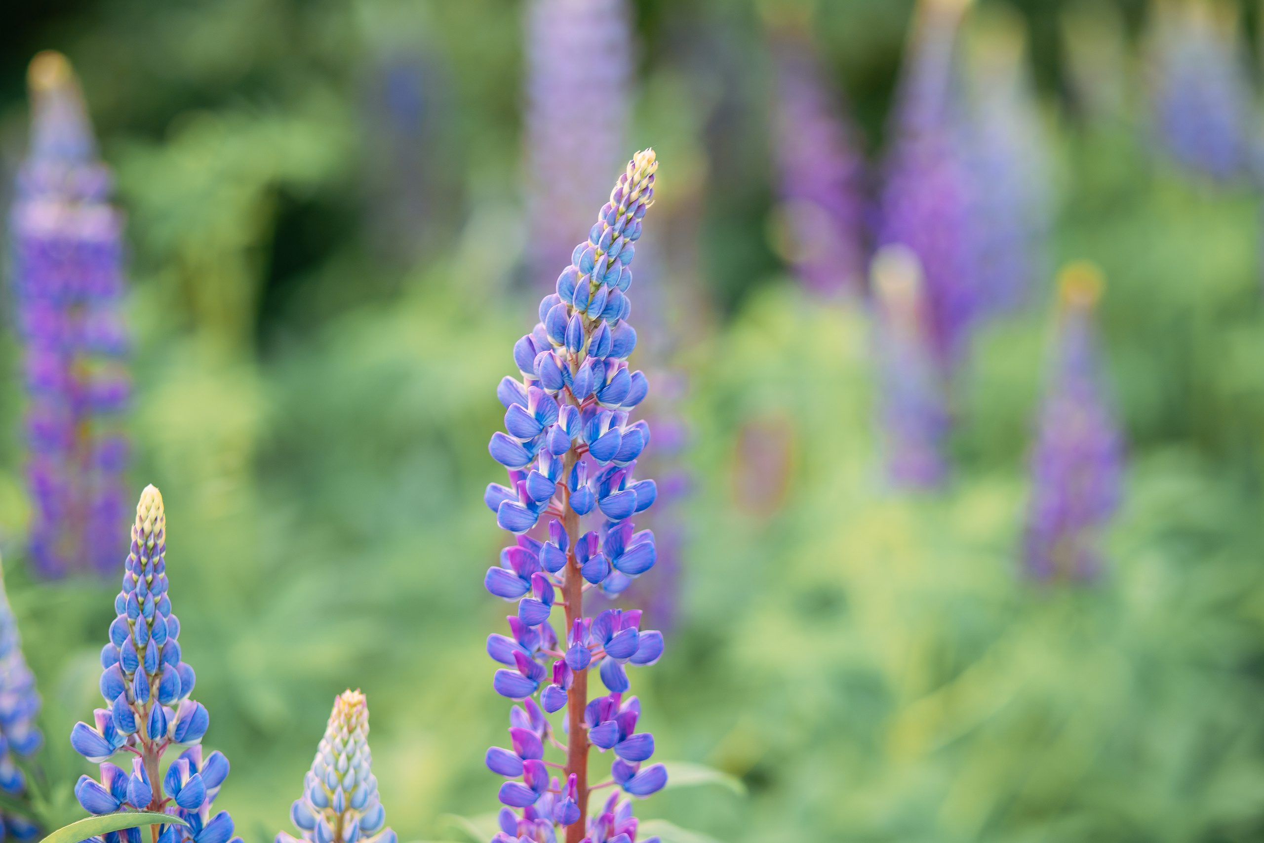 Образ на съемку с люпинами и сиренью. Фотограф в Санкт-Петербурге, Анна Скворцова