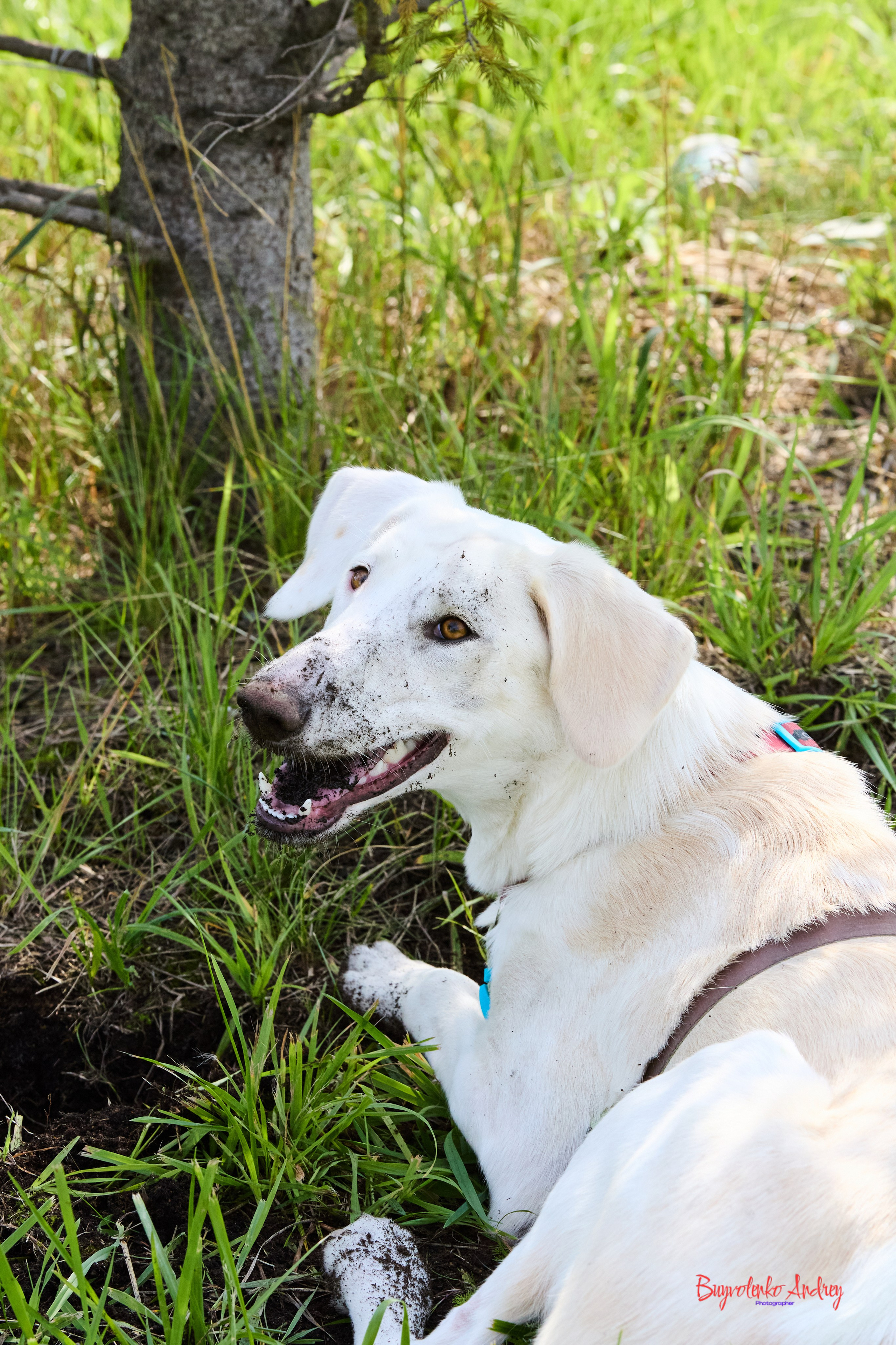 Проект фотопрогулка с хвостиком. Buyvolenko Andrey