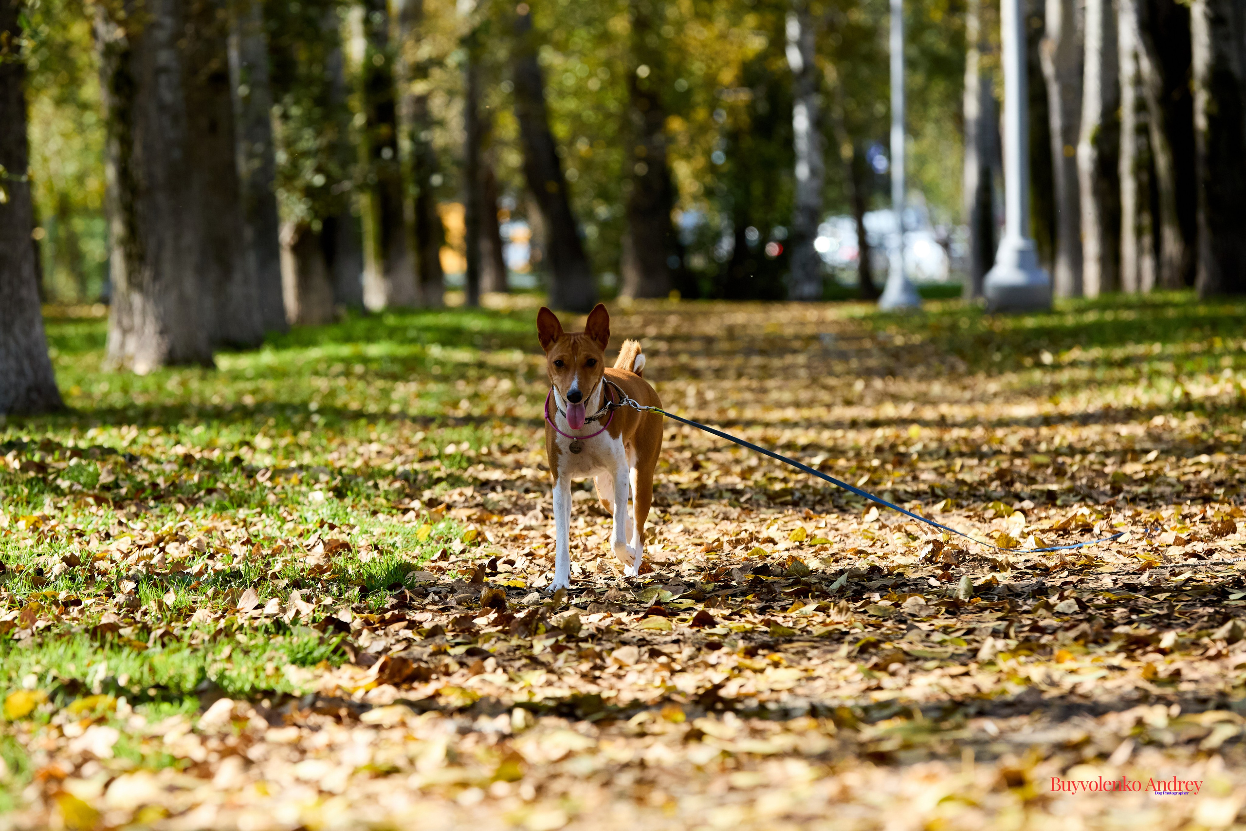 Басенджи и Аусси 21.09.2025. Buyvolenko Andrey