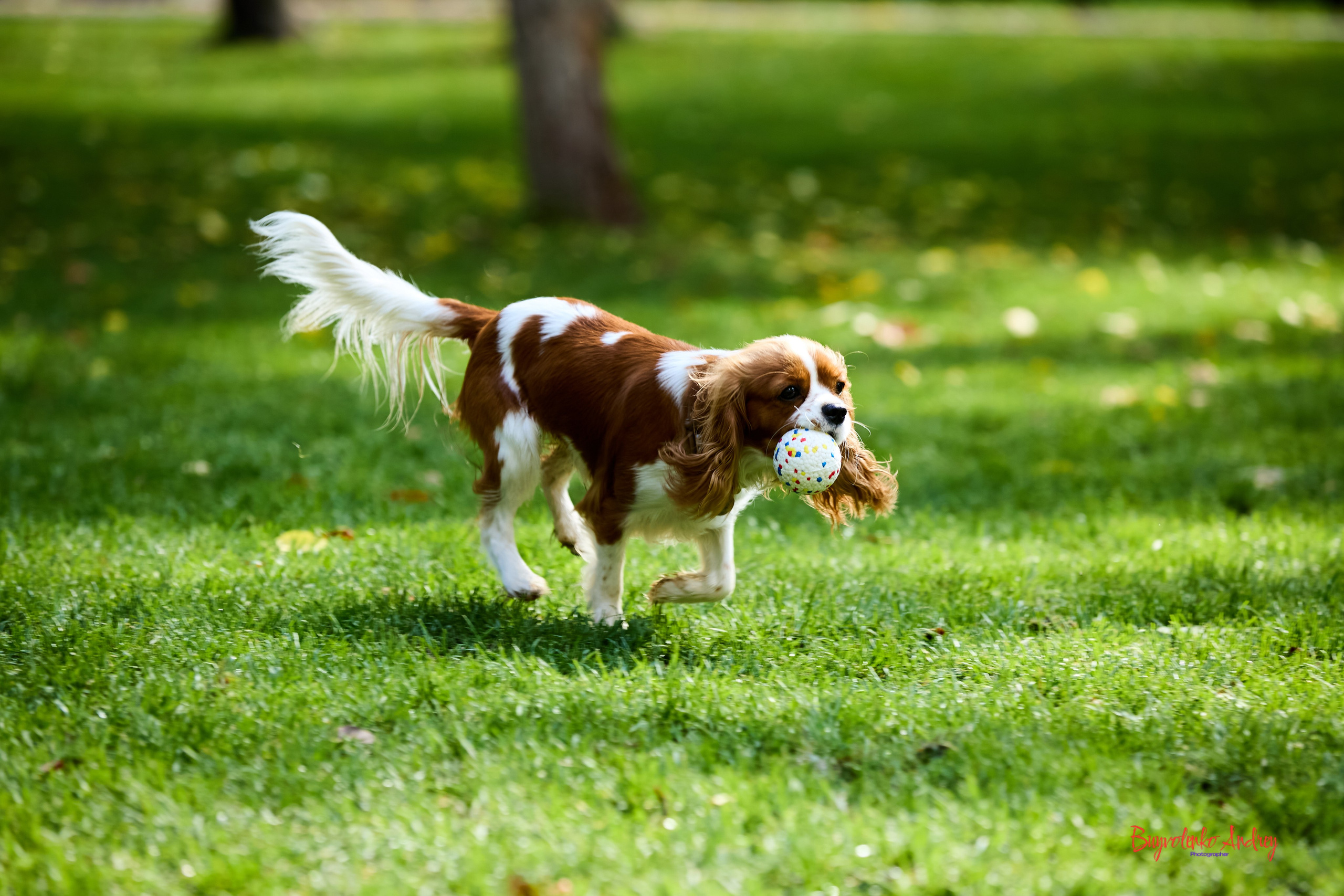 Фотопрогулка с кавалерами. Buyvolenko Andrey