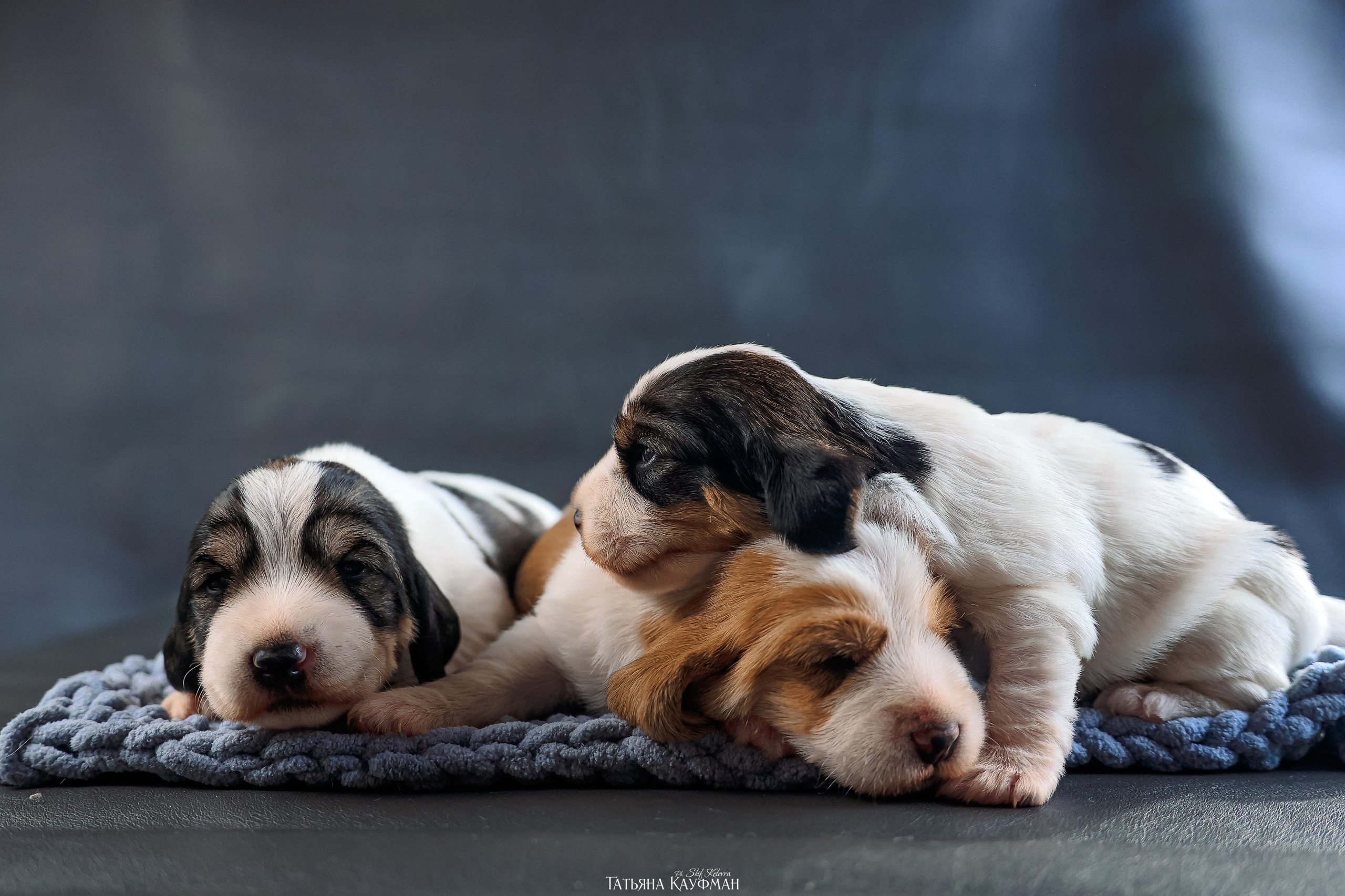 Малые вандейские бассет гриффоны. PVBG. Petit vandeen basset griffon, щенки в новосибирске. Питомник White Rivendel