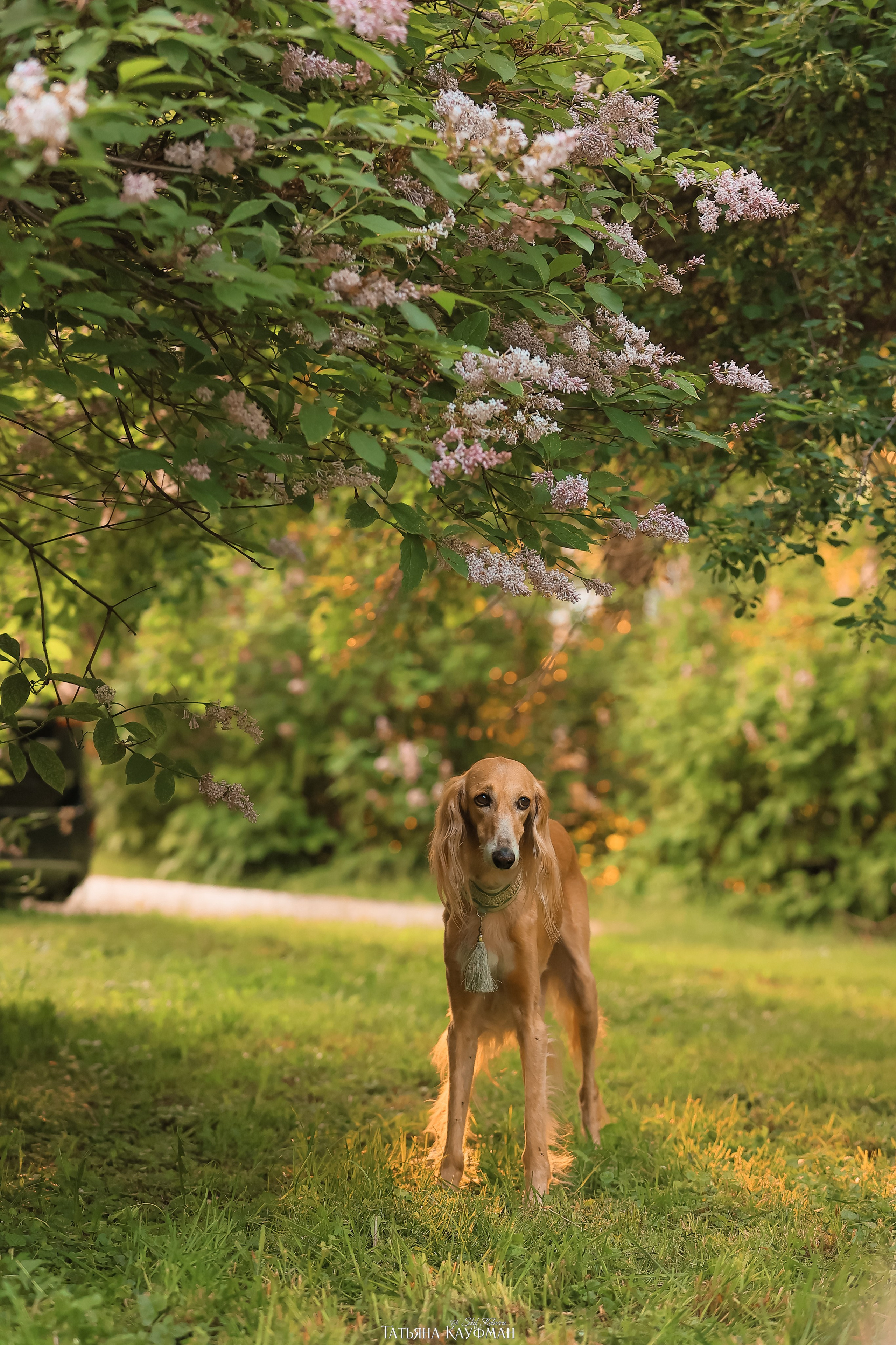 Салюки, фотография салюки, собака в цветах, красивая собака, фотограф анималист, фотокурс Анималистика, научиться фотографировать собак