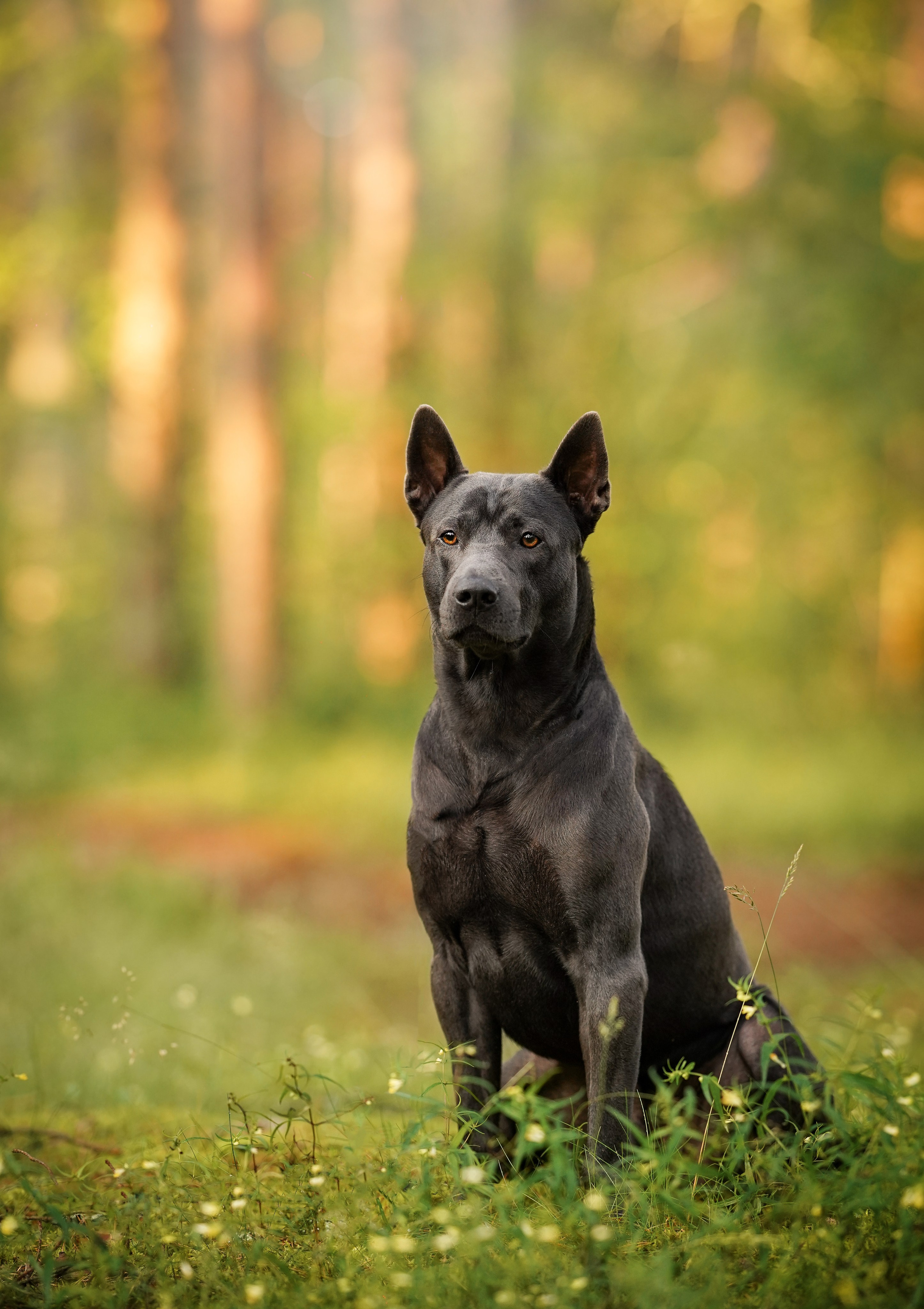 Вероника и Адам. Фотограф-анималист в Санкт-Петербурге Яна Мартынова