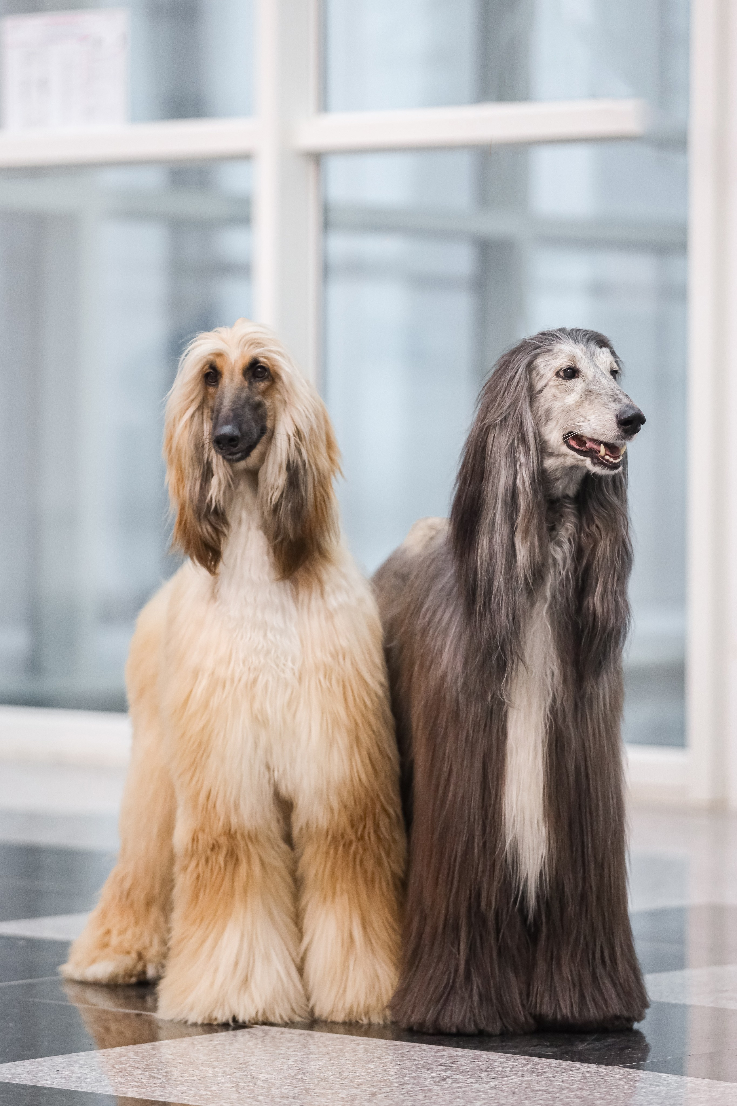 Международная выставка собак СACIB FCI 29-30.11.2025. Галерея фотографий афганской борзой