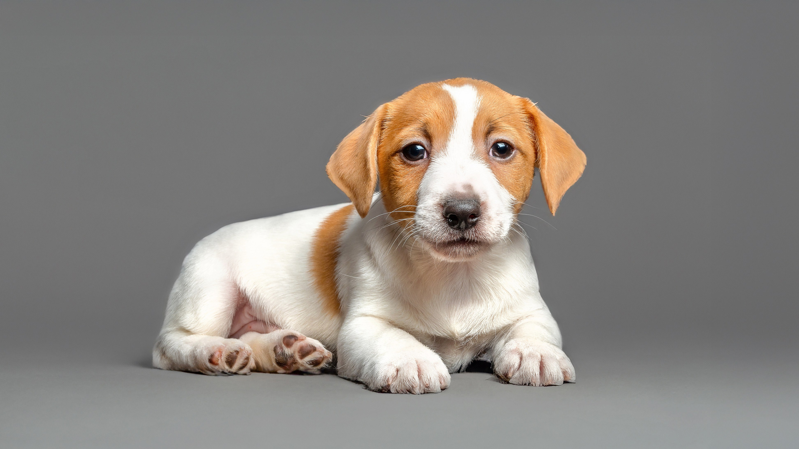 Собаки. Фотограф-анималист в СПб