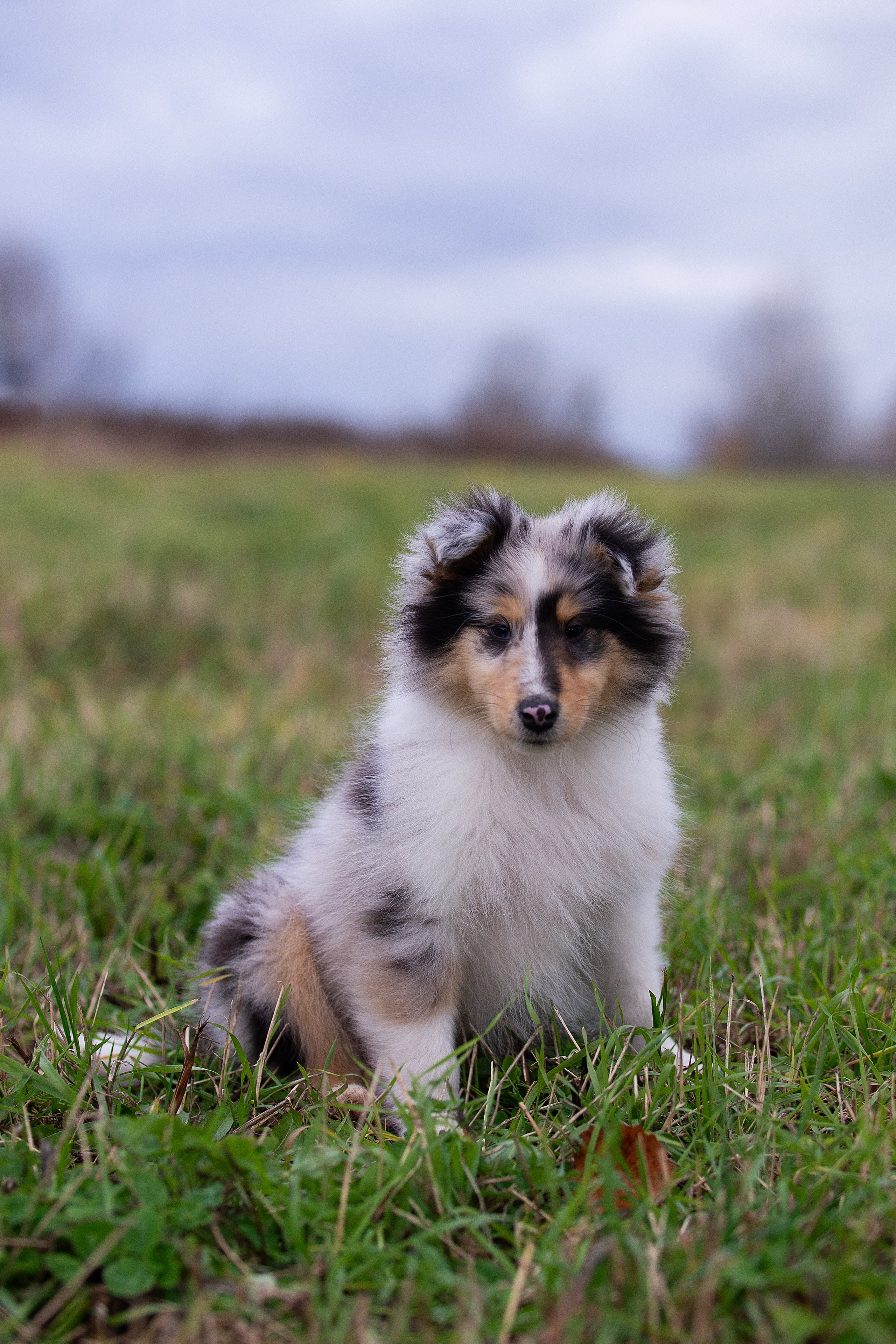 Собаки питомника Версаль. Творческий фотограф Вологда