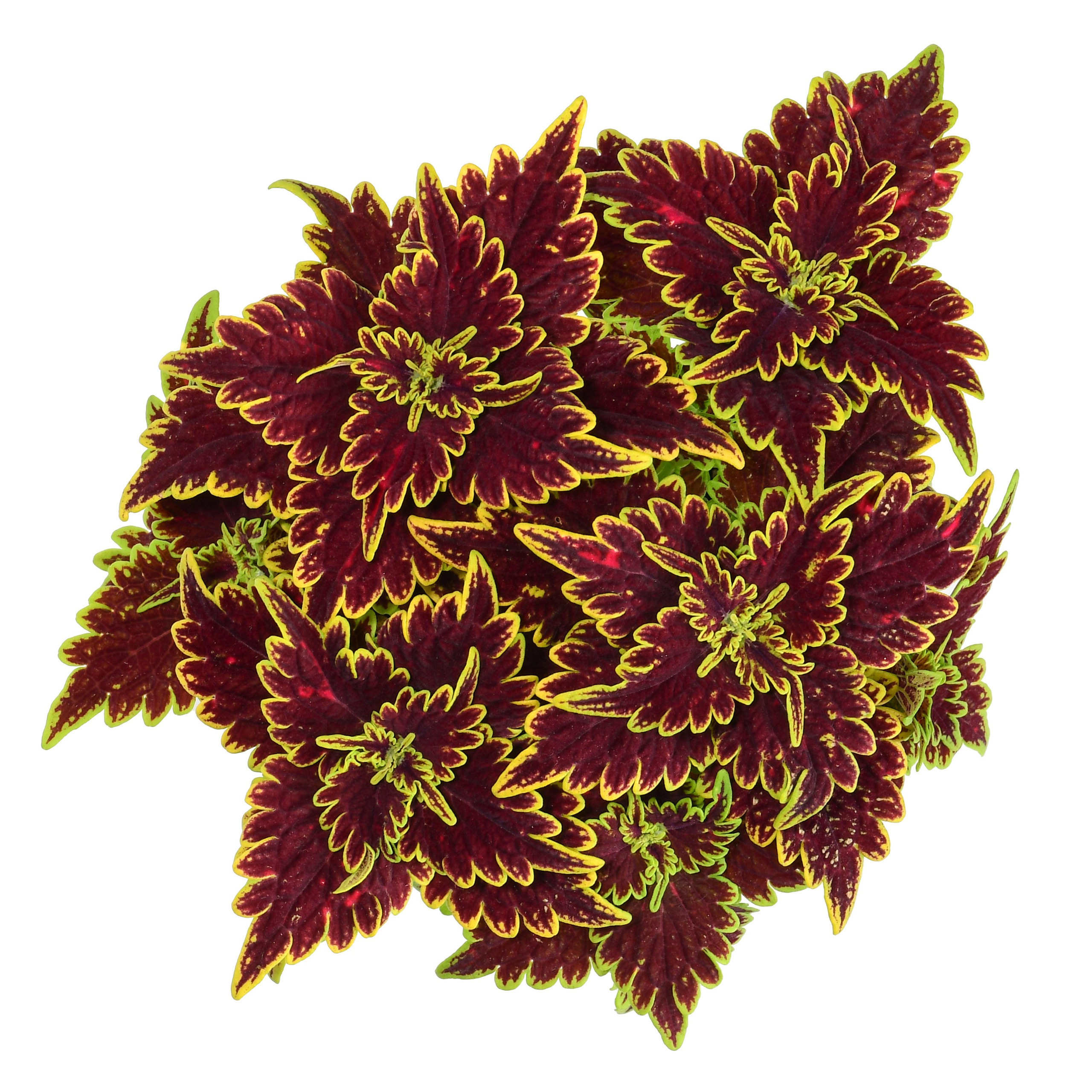 растение для комнаты вид сверху