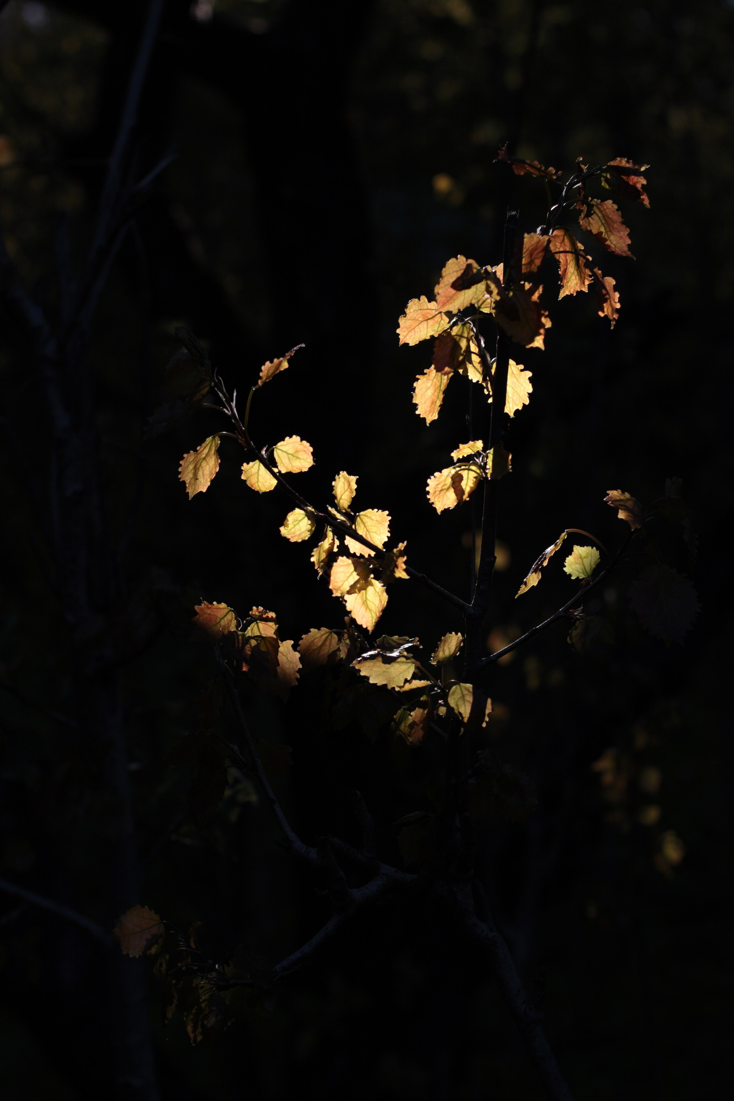 Старое природное, отбирала Katamount (Катерина Горохова). Главная