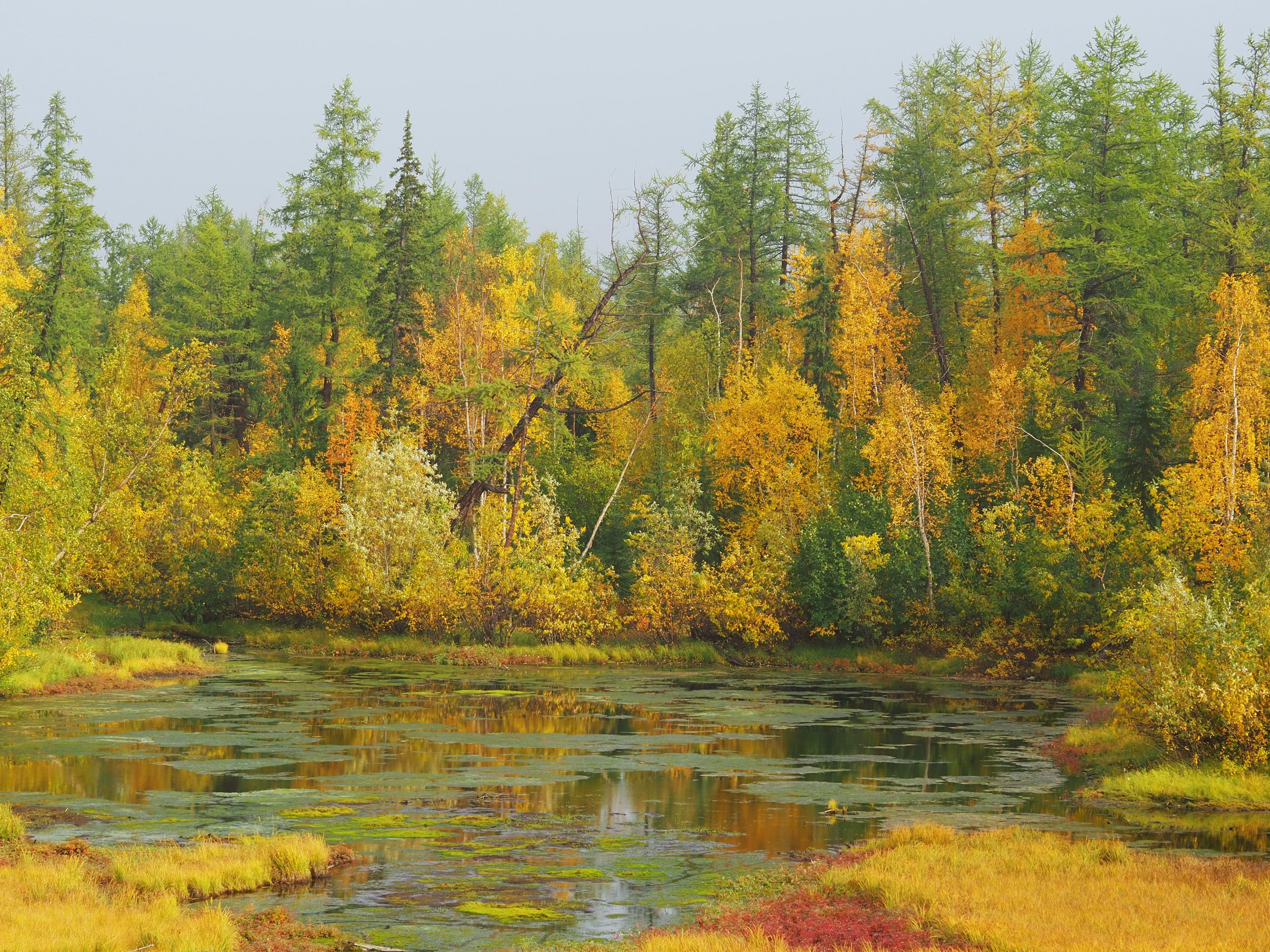Природа.Осень. Талнах.рф