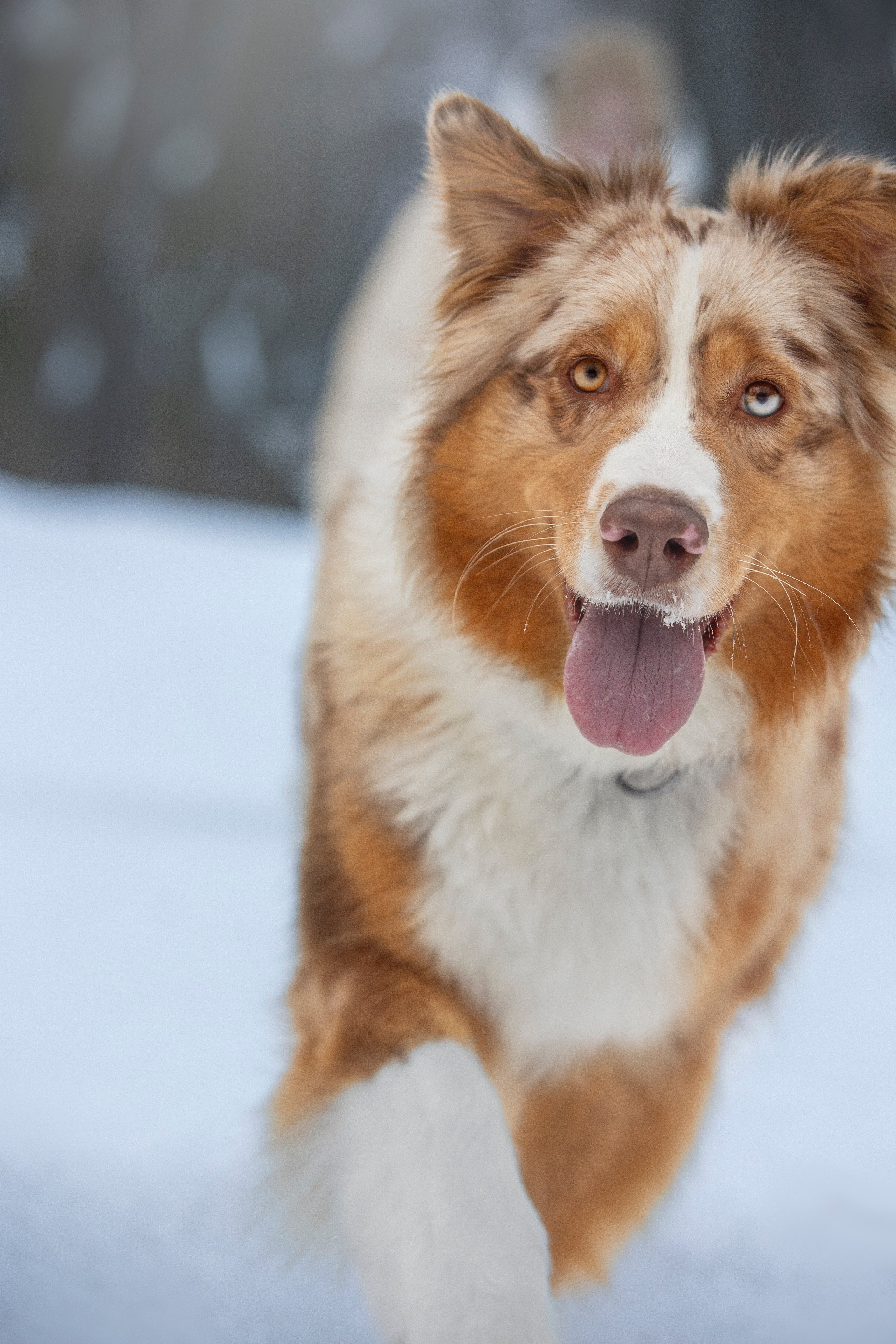 Настя, Игорь, Тесс и Марс. Фотограф анималист в Москве Майорова Евгения