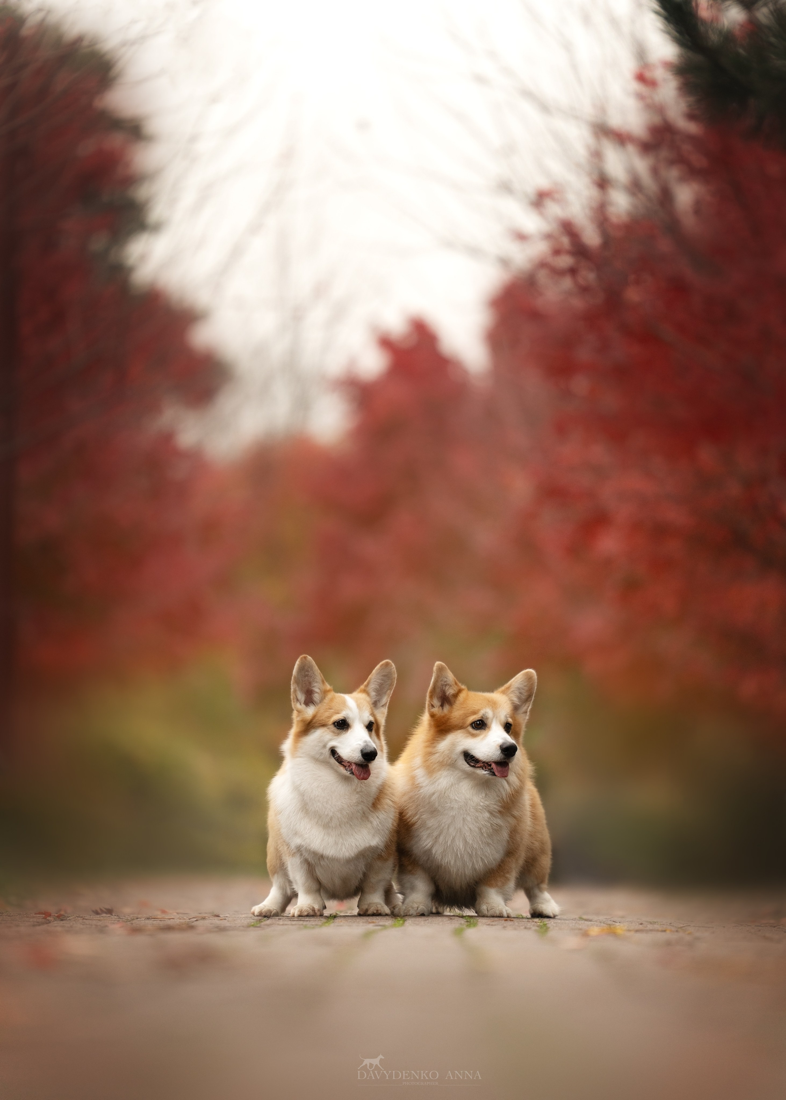 фото Пельш корги пемброк 