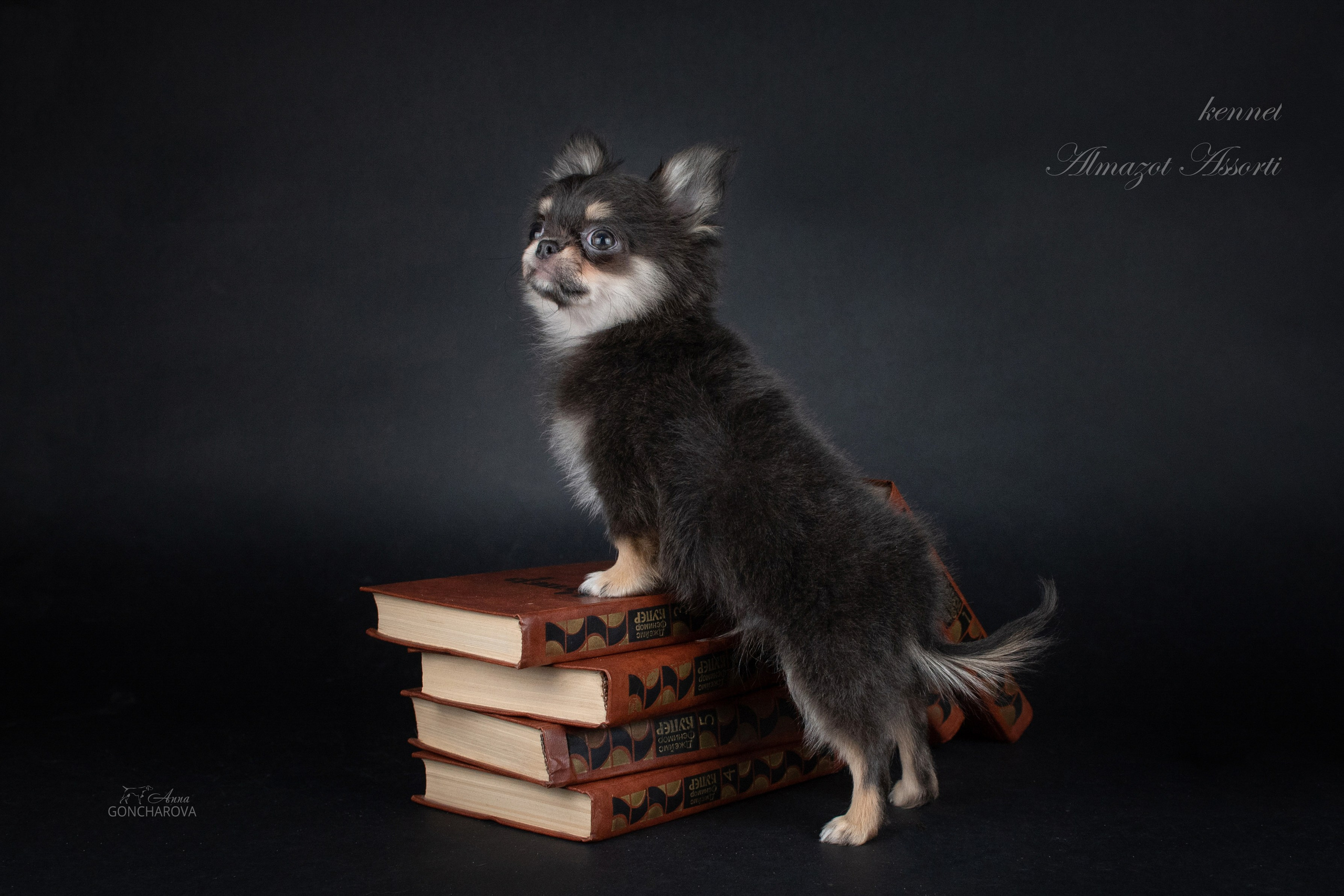 Съемка щенков. Фотограф анималист в Ростове I Гончарова Анна