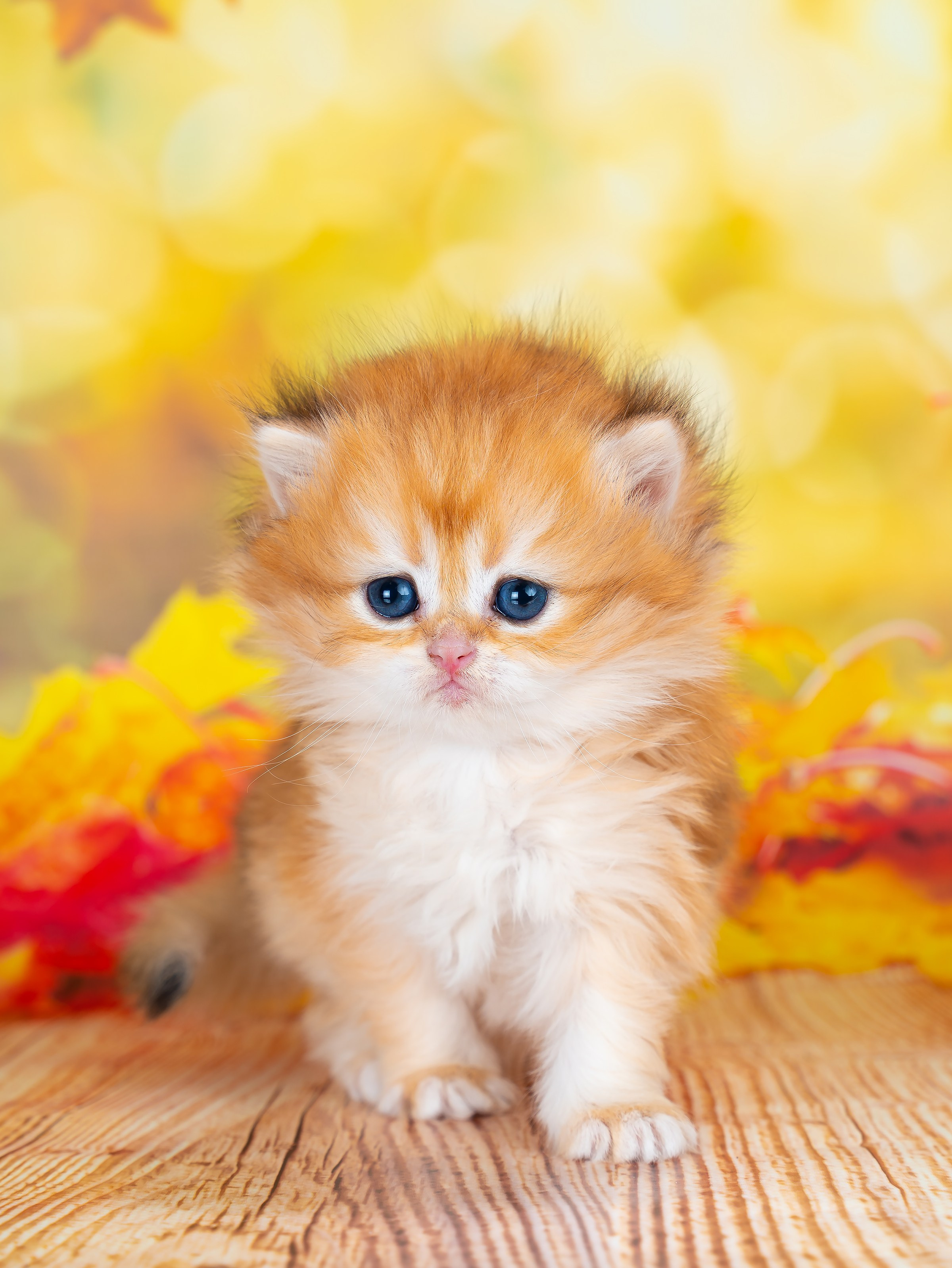 Фуд, предметный и фотограф анималист в Нижнем Новгороде Иванов Максим