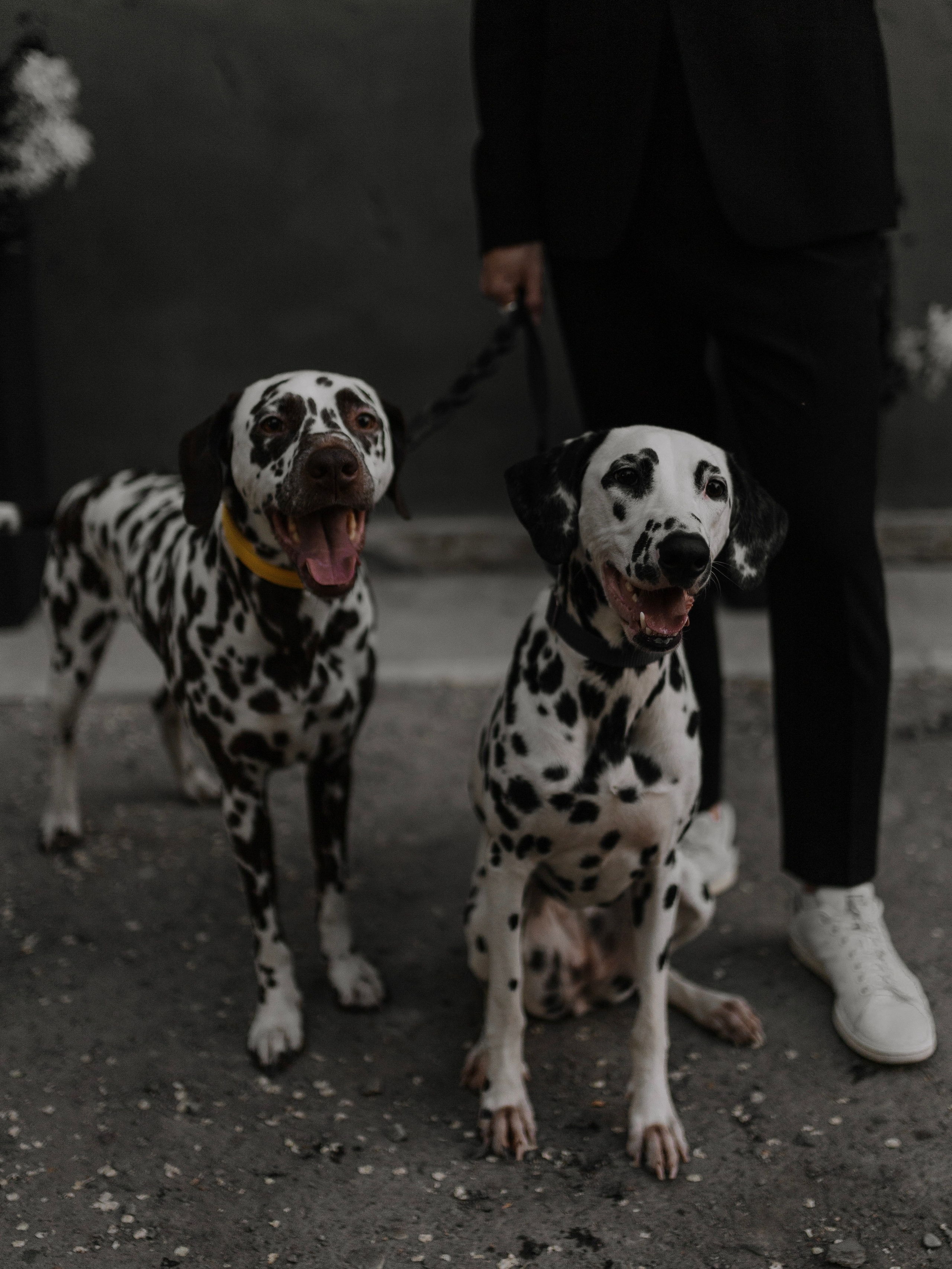 Max & Daria. Свадебный фотограф в Барнауле Юлия Гербер