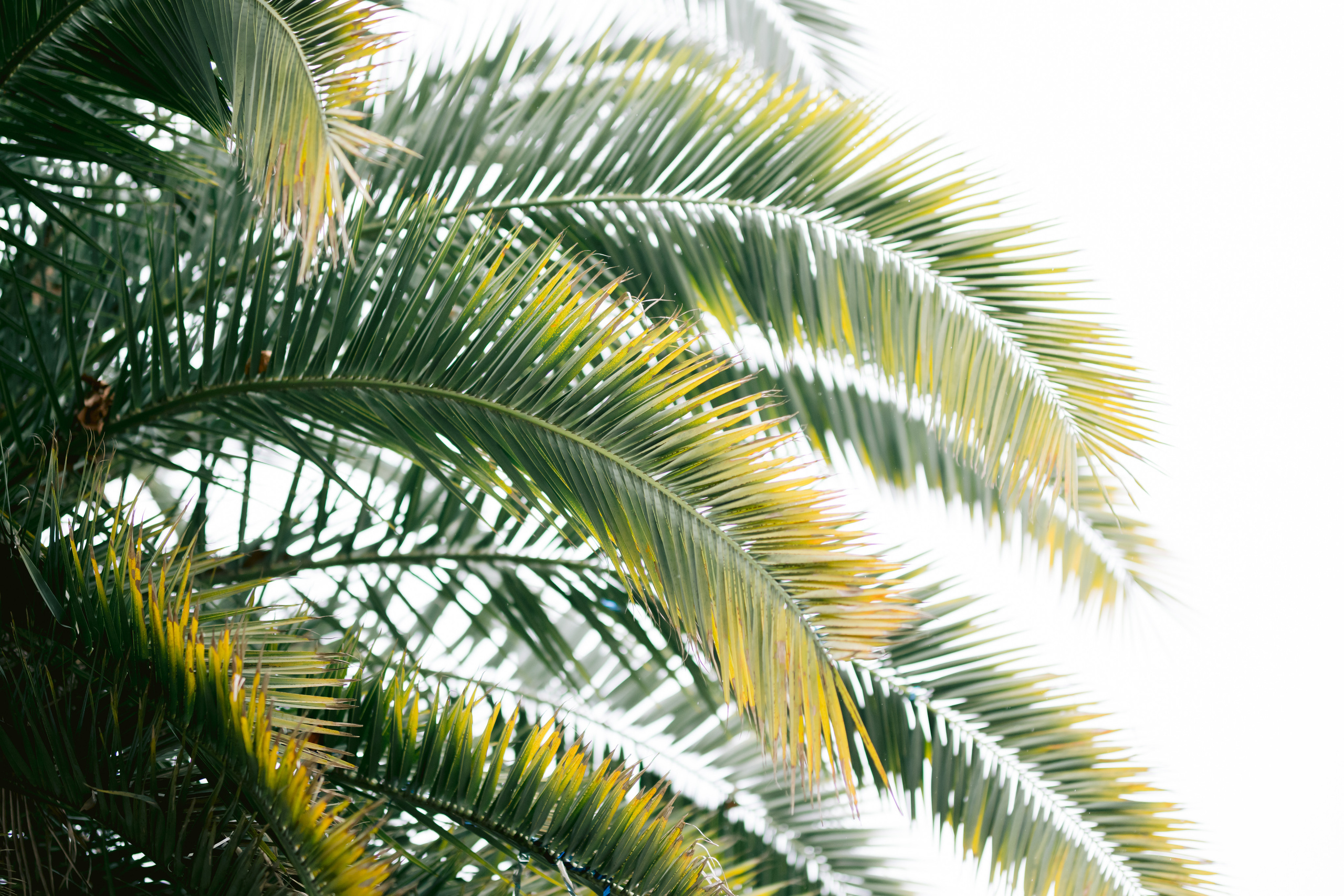 Claudia & Alexander. Свадебный фотограф в Краснодаре