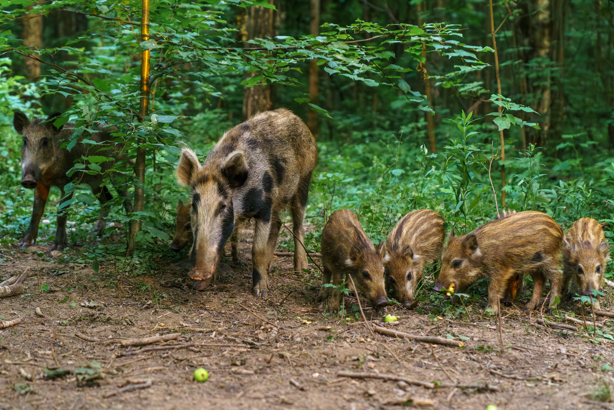 Животные. Ваш личный фотограф Марина Волкова