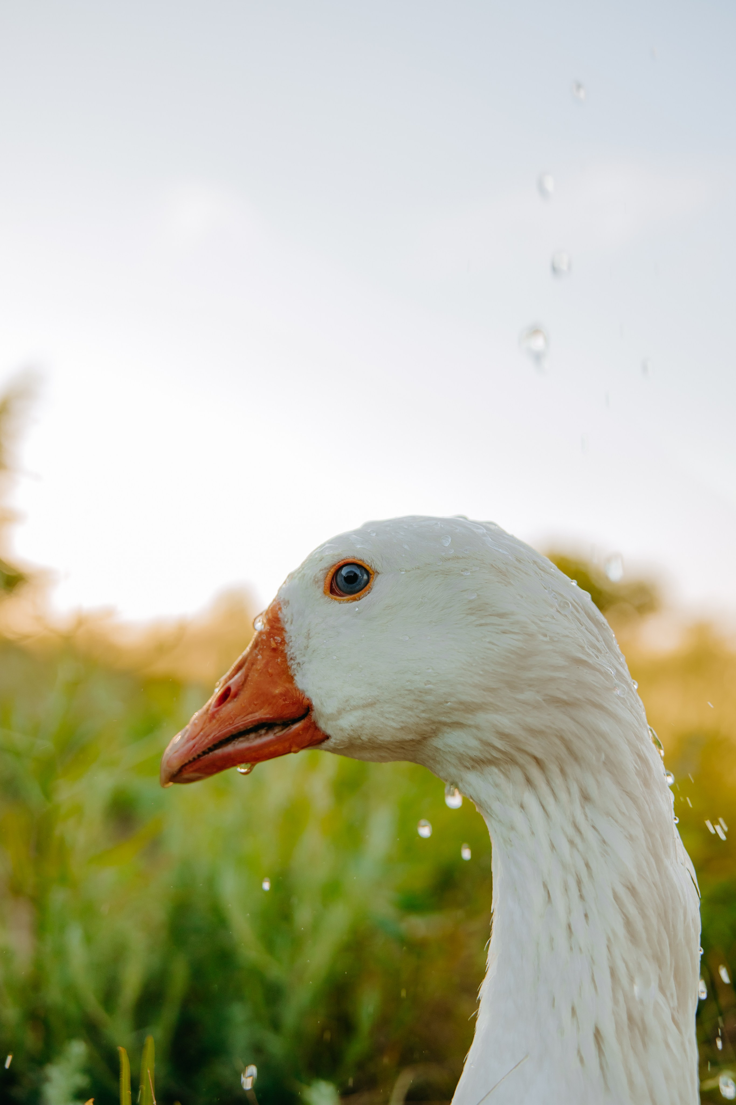 Глеб и Нильс. Фотограф в Саратове Александр Кухаренко. И не только в Саратове :)