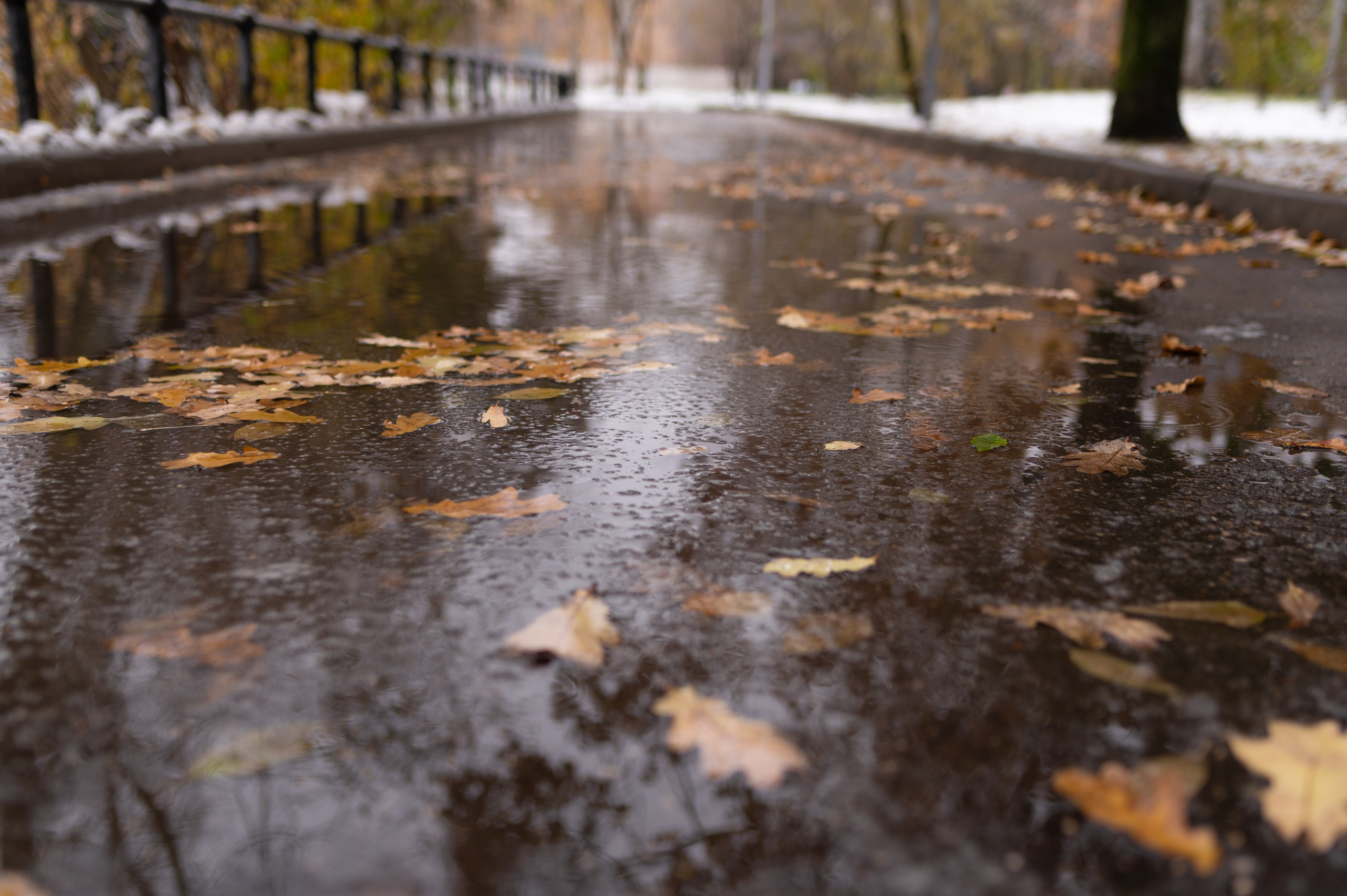 20231030 Тест Tamron SP 35 mm F/1.8. Дмитрий Ремизов. Фотография, как хобби