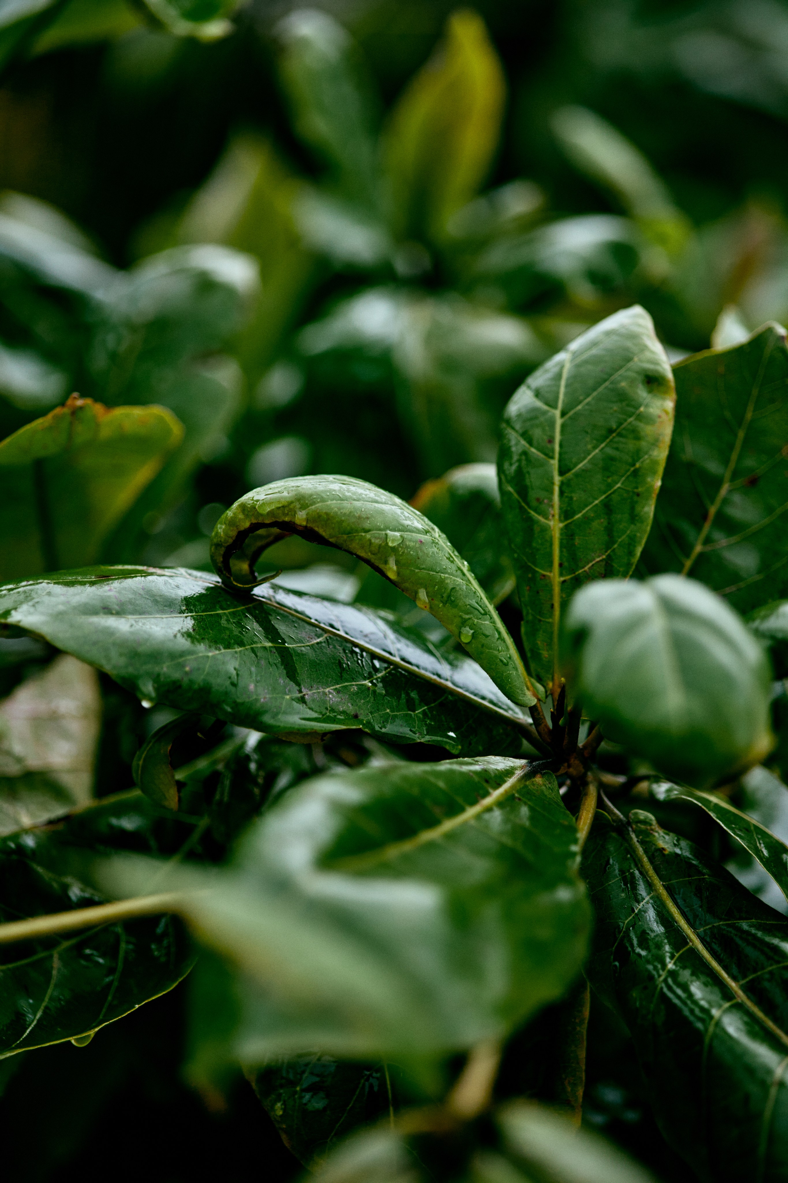 Шри-Ланка. Хороший репортажный и промышленный фотограф в Казани Алексей Щелконогов