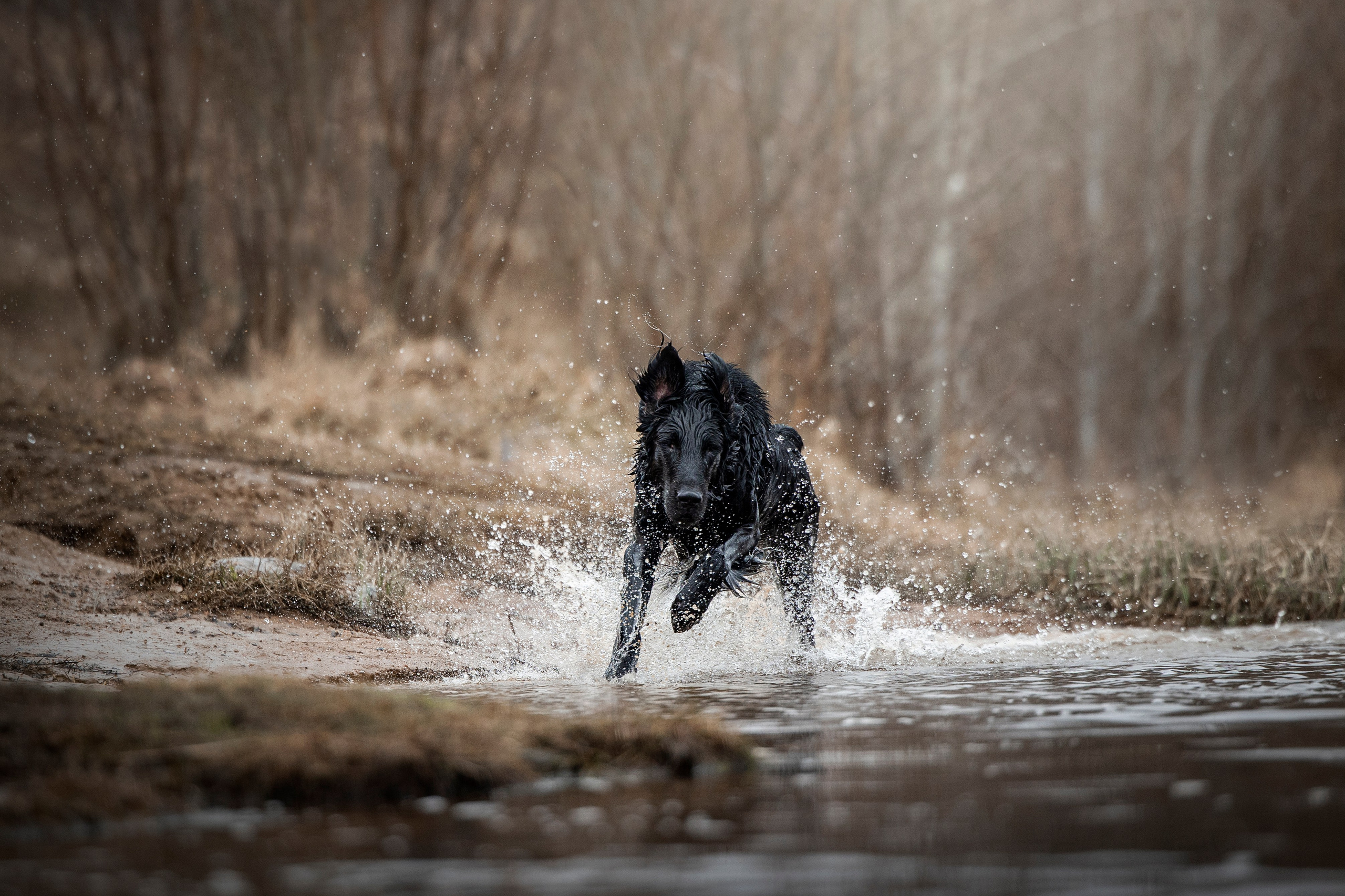 Ора, Ева, Рози и их семья. Фотограф — Анималист | Санкт-Петербург