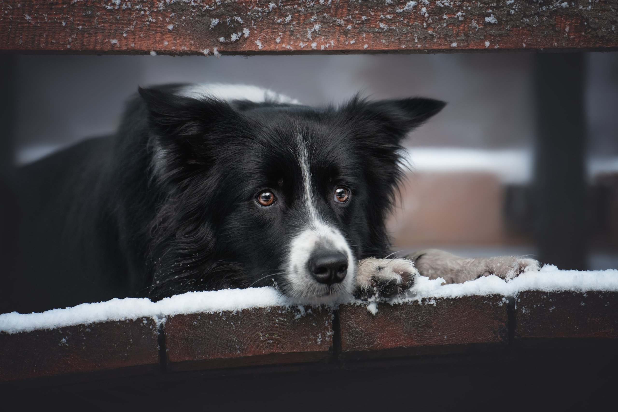 Маккензи. Фотограф анималист Осипчикова Мария