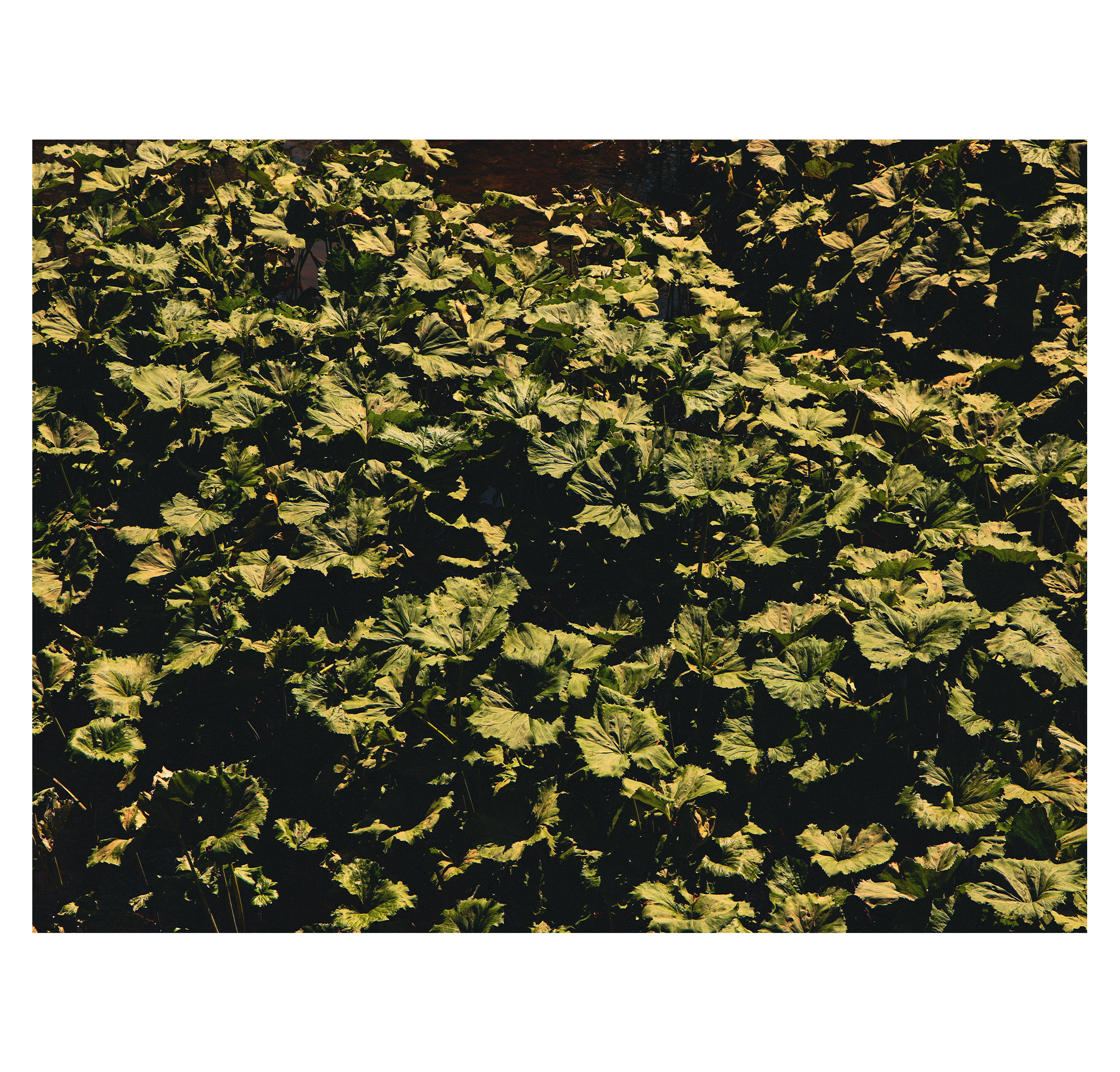 Summer hike. Фотограф/дизайнер в Екатеринбурге Хитрый Дмитрий