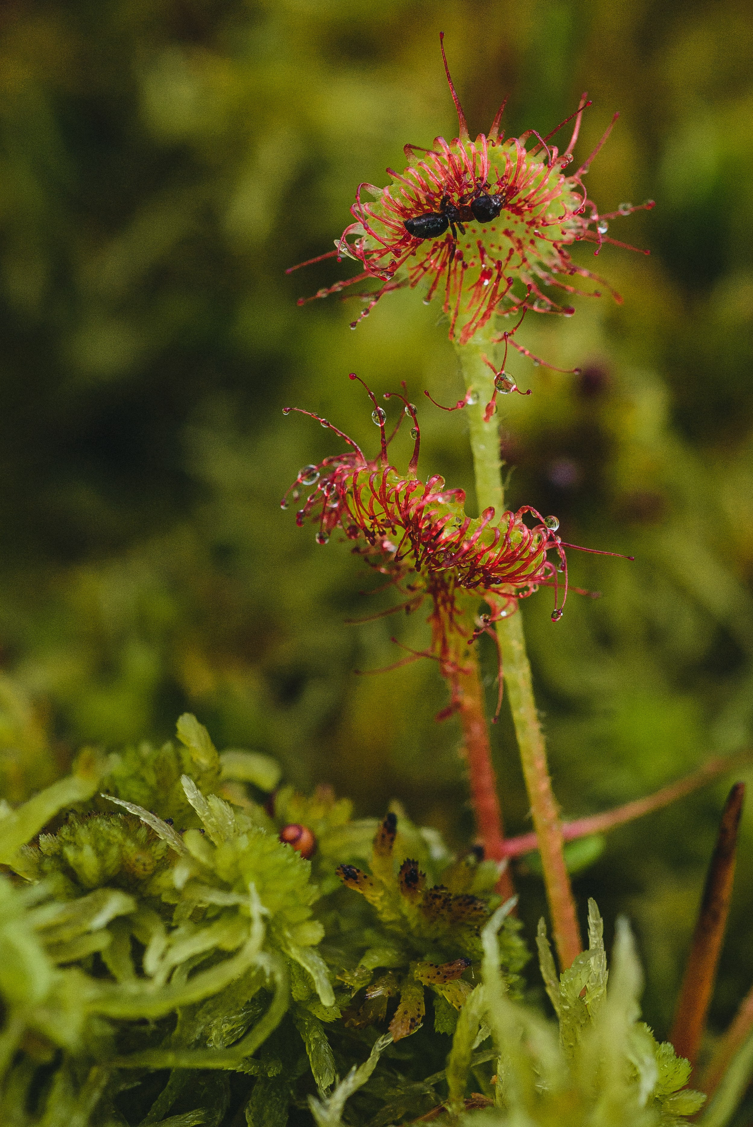 Фотопленэр на болоте. Фотообъединение Самарского областного отделения Союза журналистов России