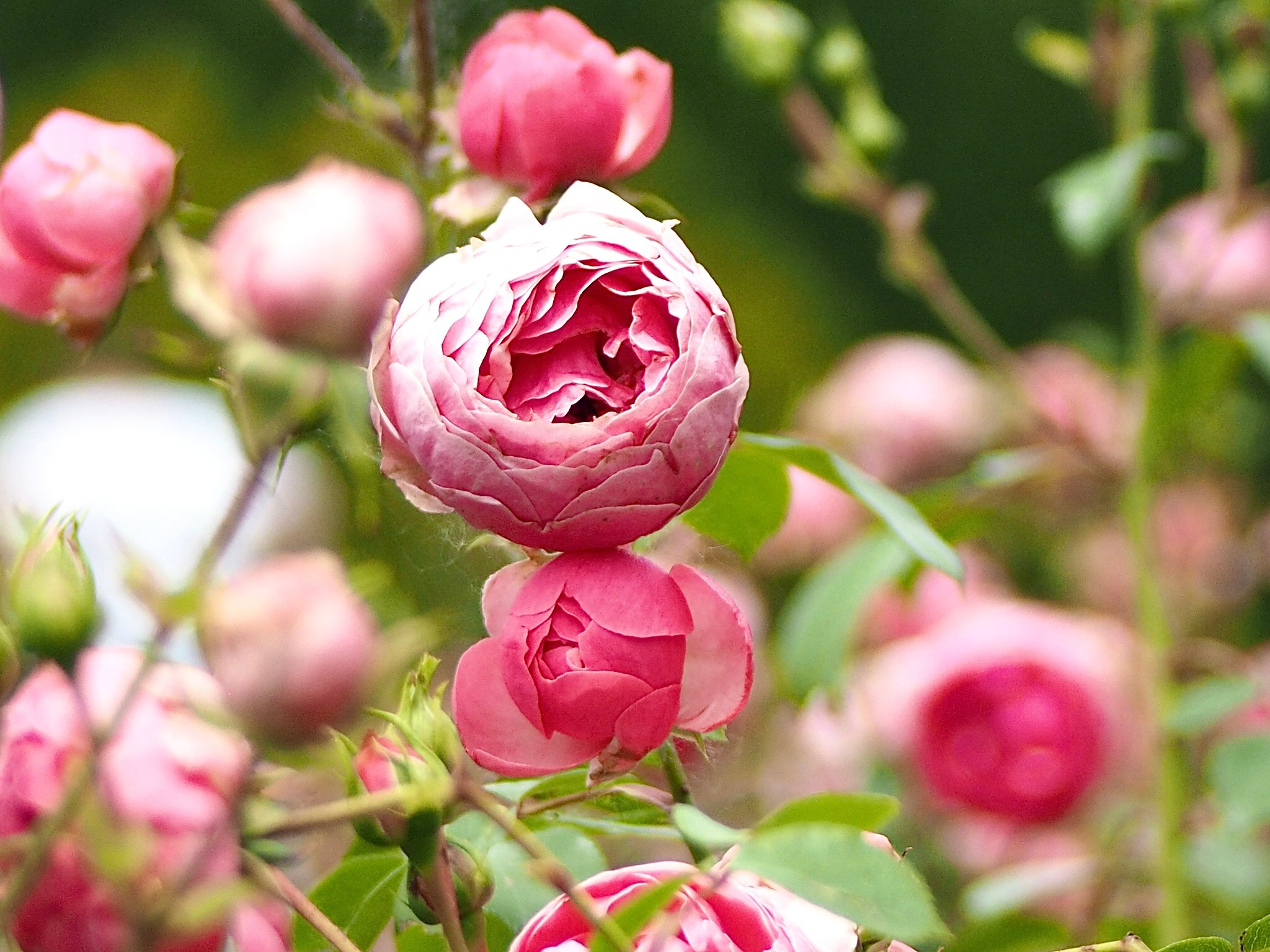 Макро любовь. Смотри, красота!