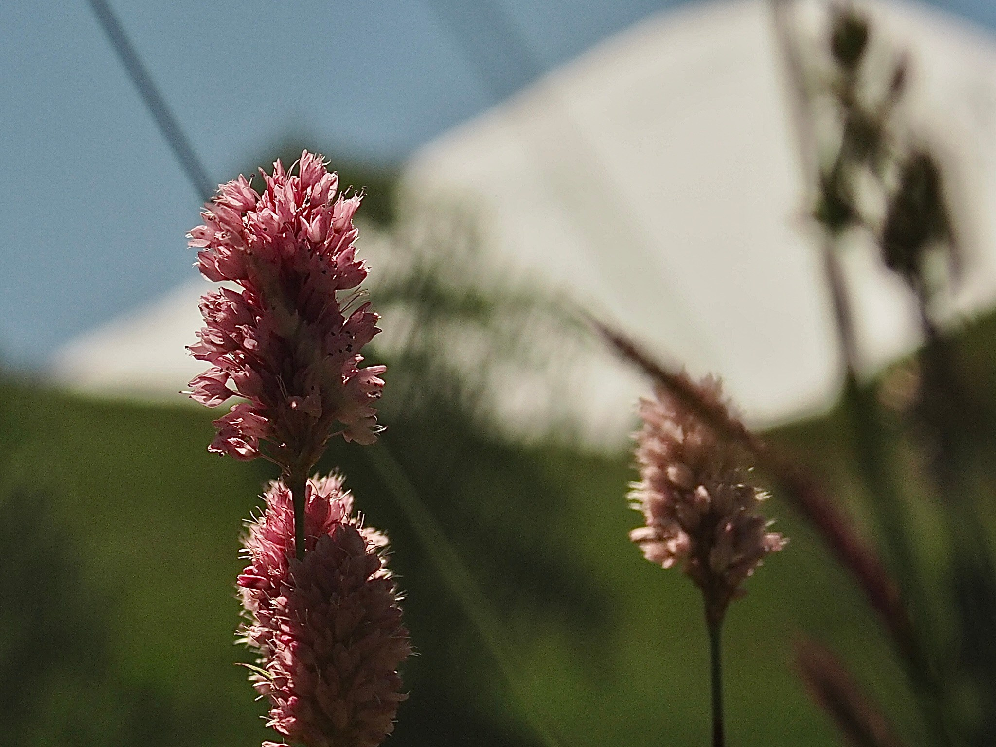 Макро любовь. Смотри, красота!