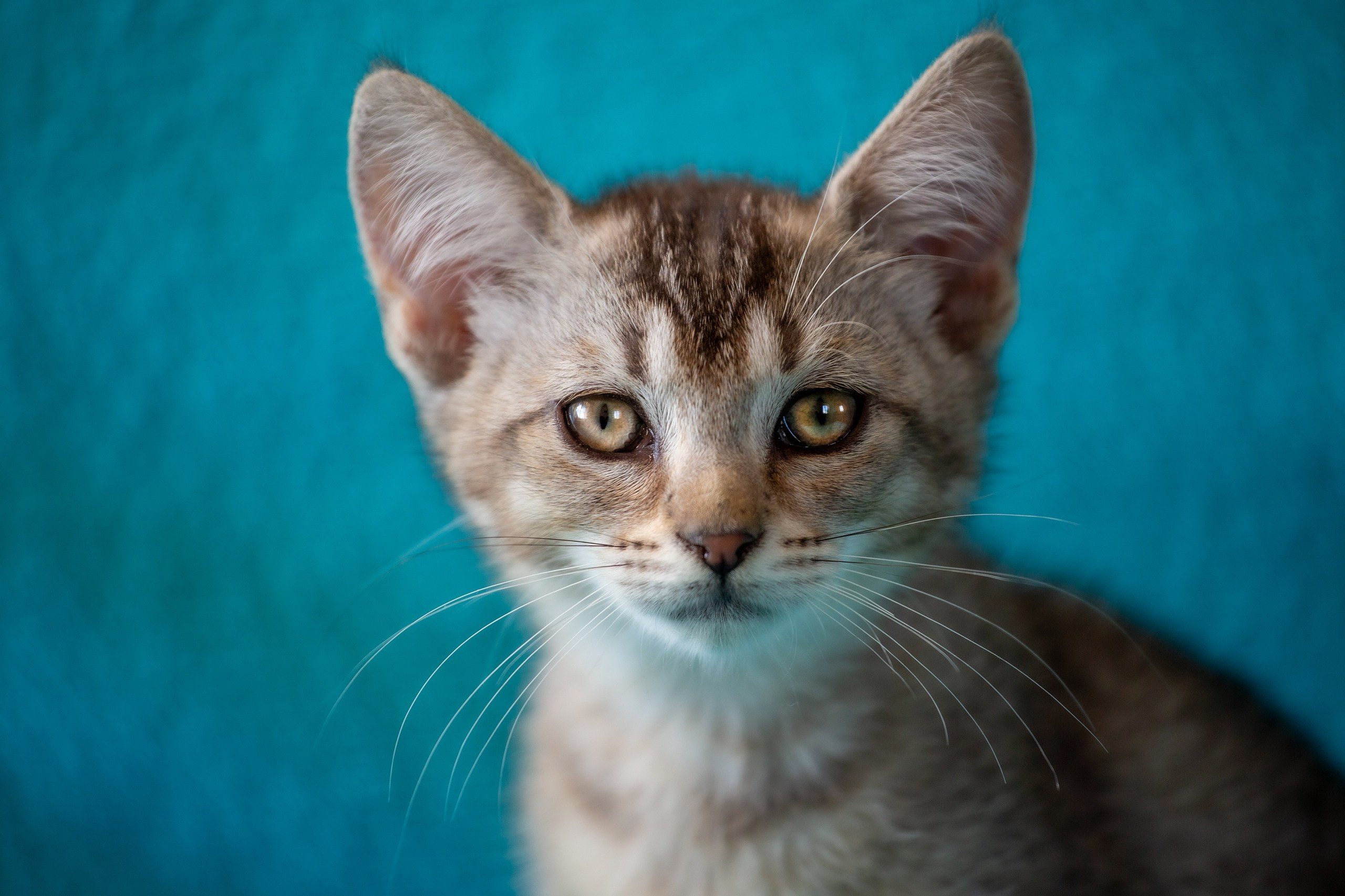 Кошки и котята в приютах. Irenephoto.ru