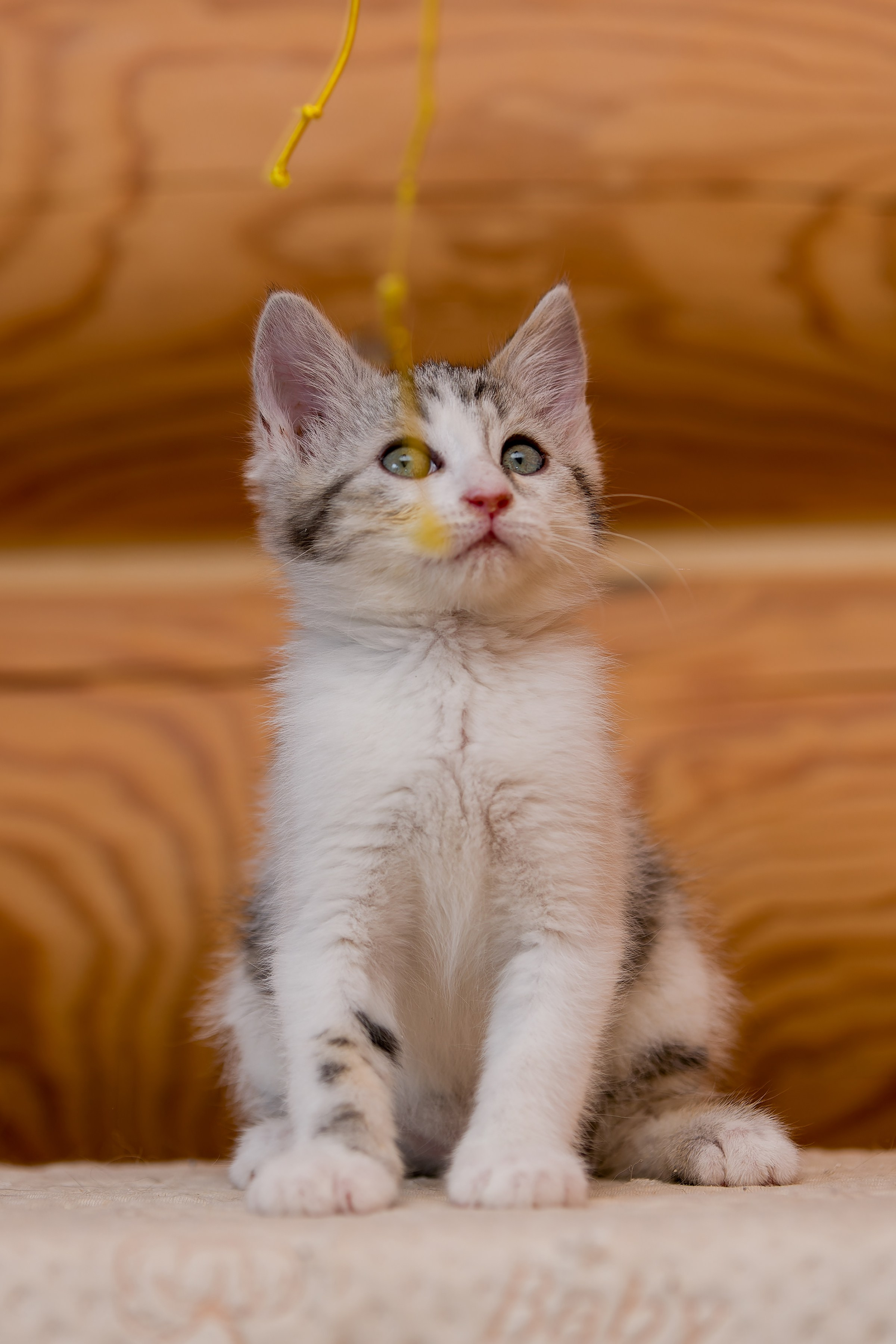 Котята. Irenephoto.ru