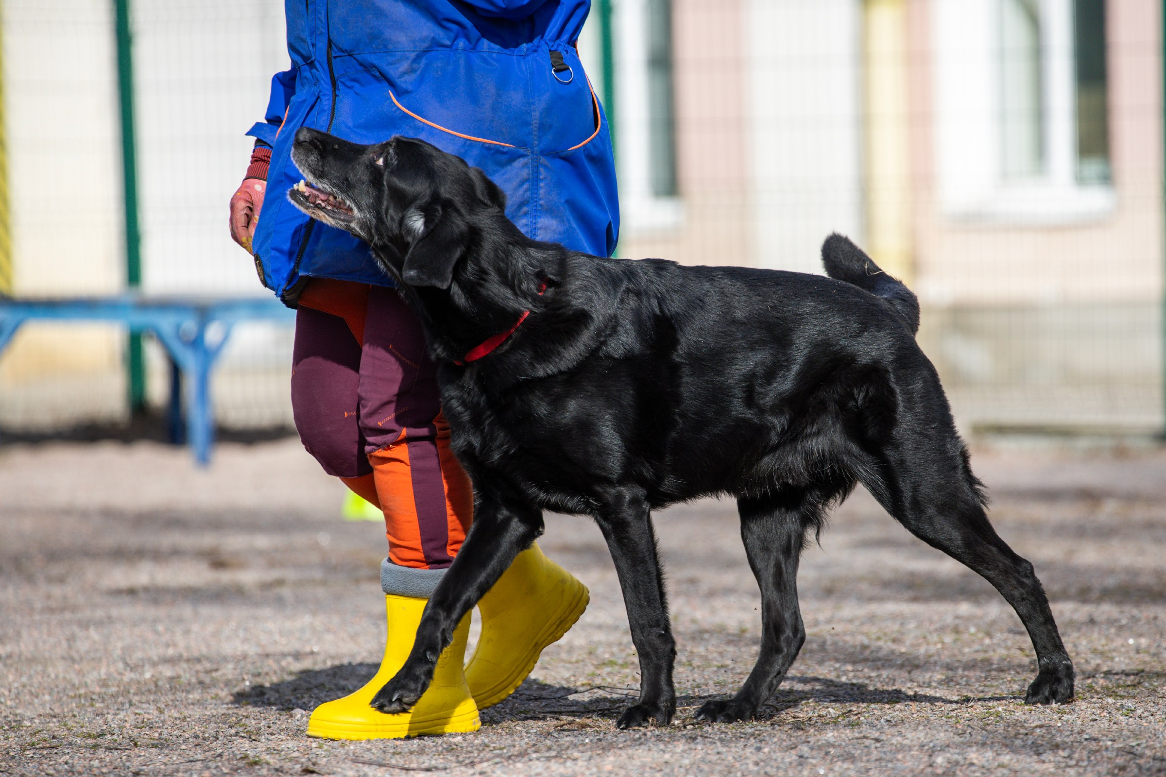 Соревнования «Пошагаем?» от школы дрессировки «Шаги». Irenephoto.ru