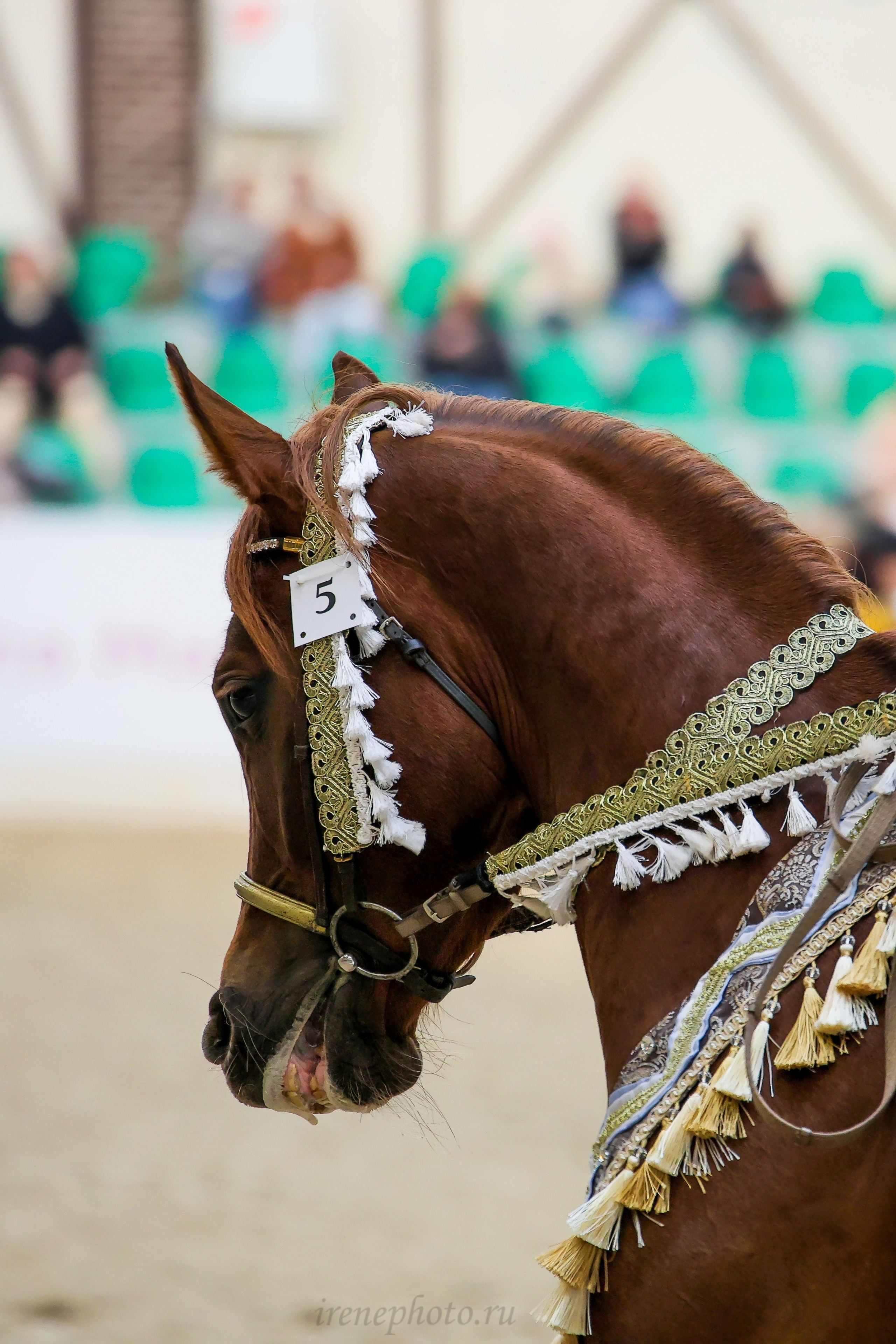 Конная Россия 2024. Irenephoto.ru